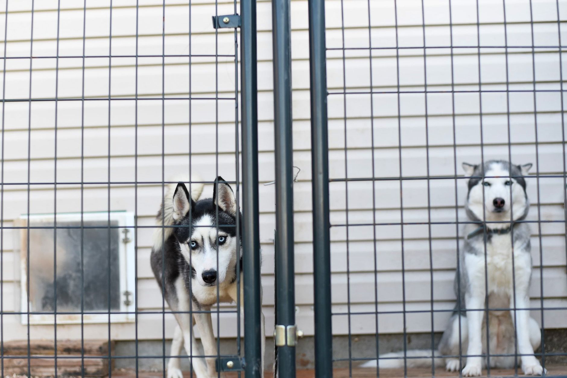 Plane Dog Carriers: Cabin vs Cargo Sizing and Rules