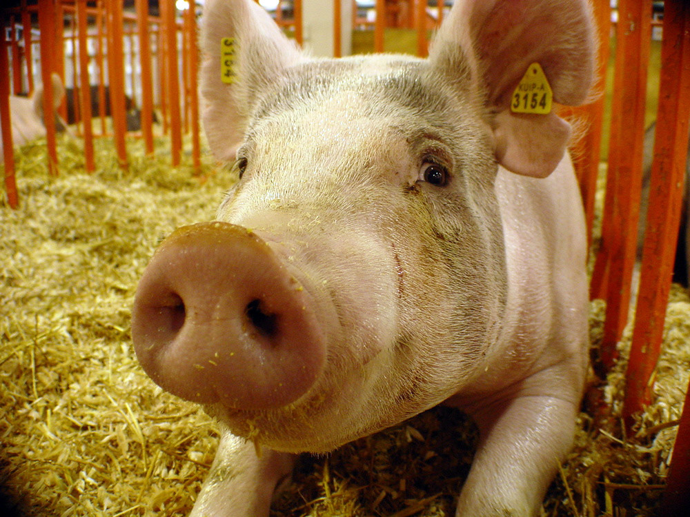 animal livestock barn