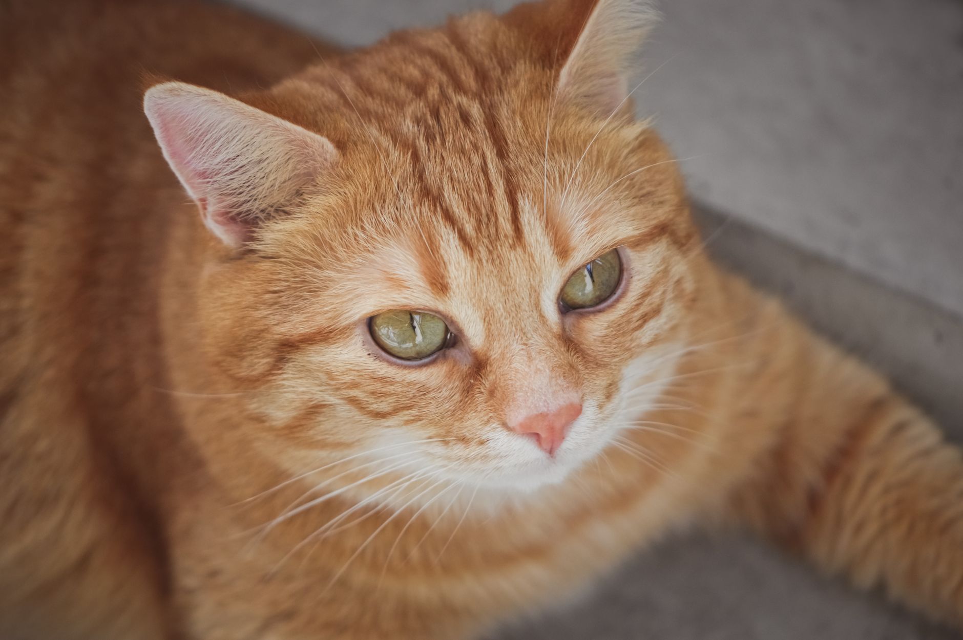 How to Move a Cat Across Country: State Rules, Air Travel, and Safety