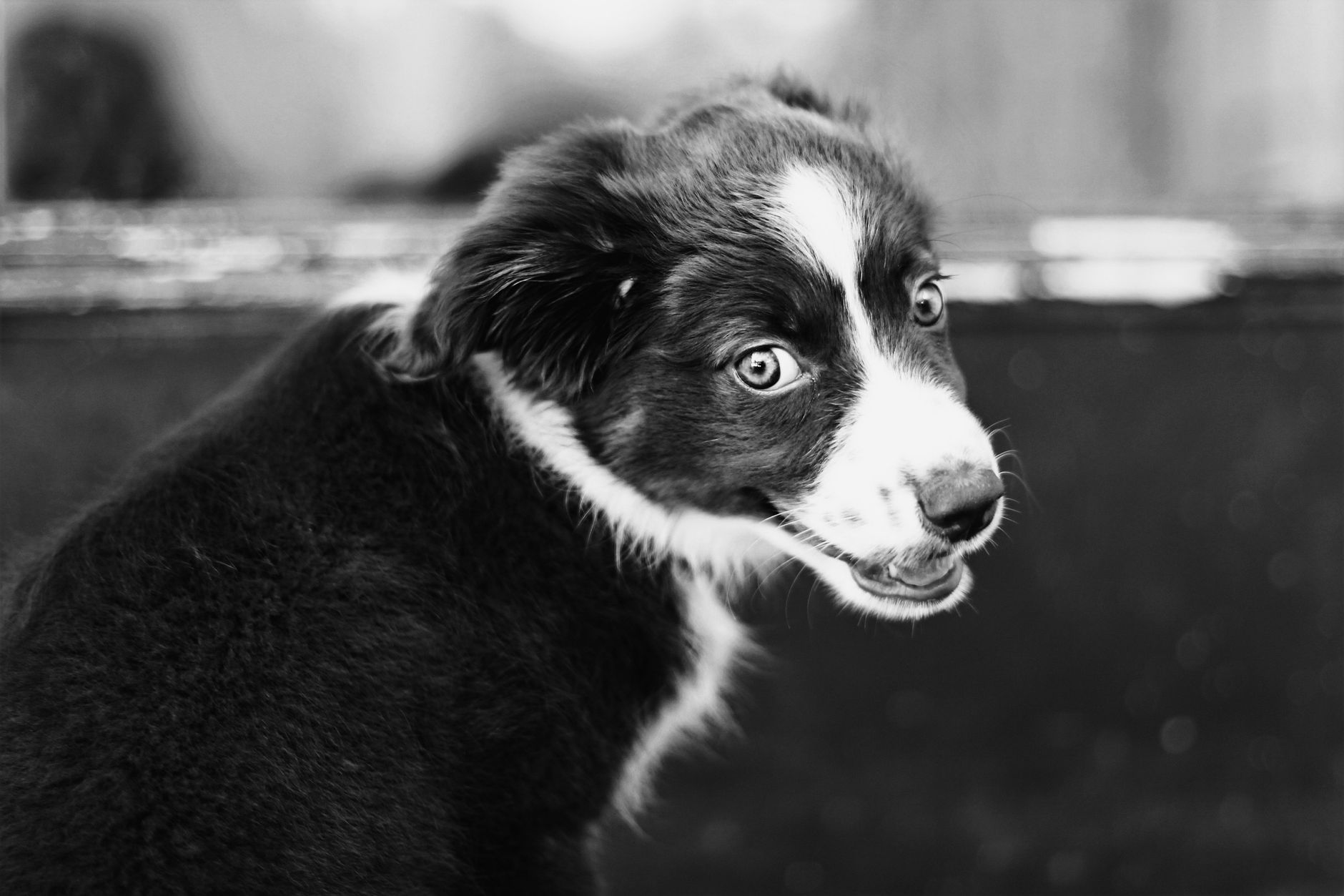 Bringing a Dog from Canada to the US: CDC Dog Import Form and USDA APHIS Rules