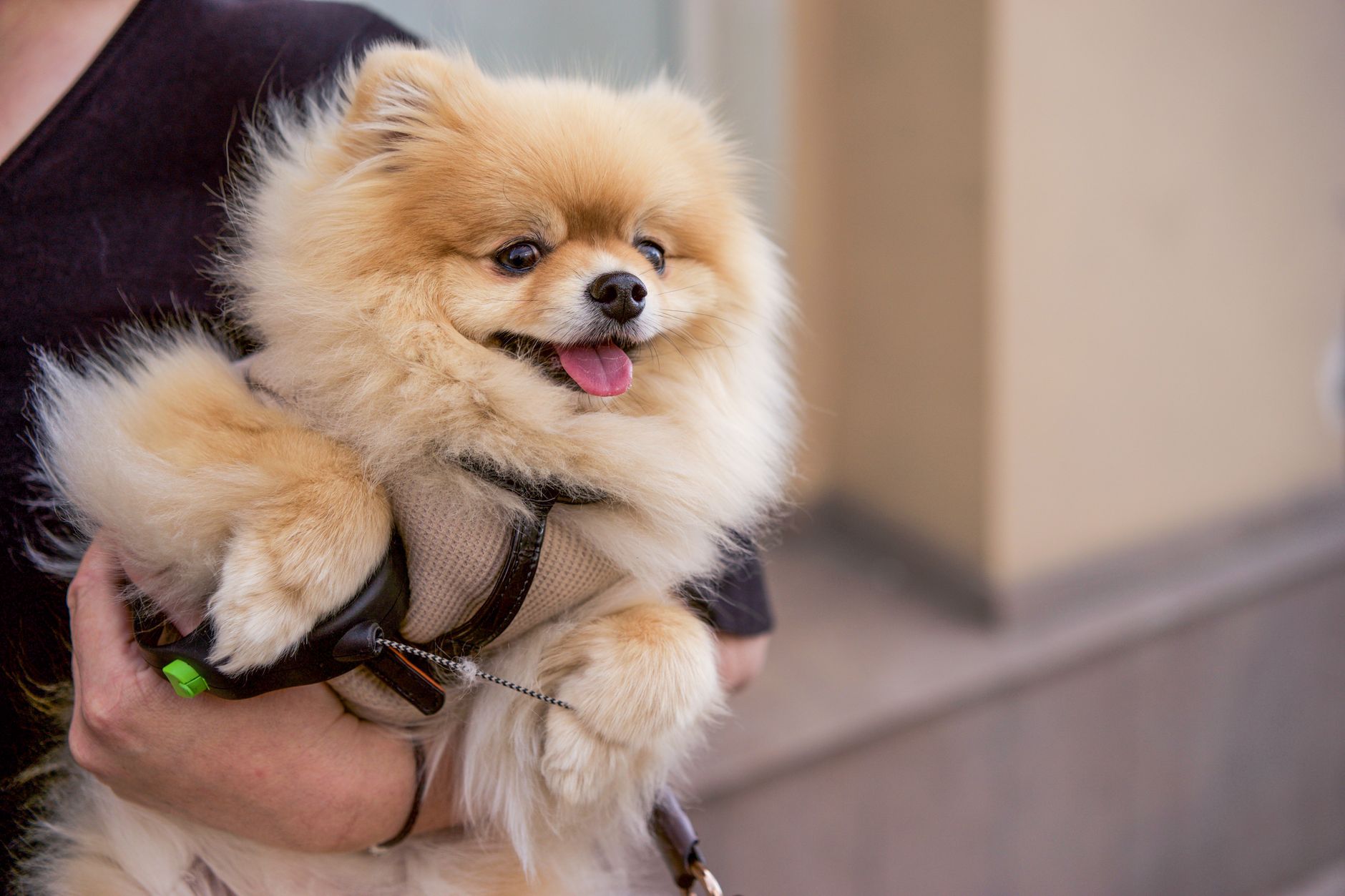 owner carrying tiny puppy in sling carrier on busy city sidewalk