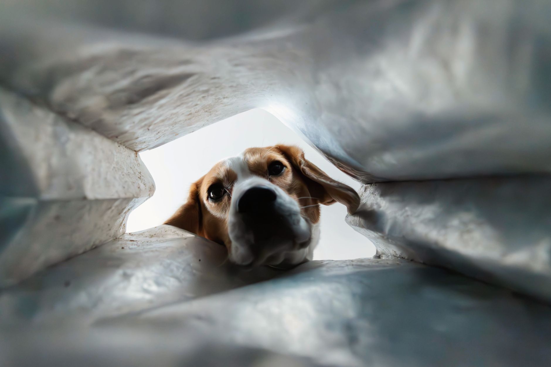 Dog Carrier Airline Guide: Cabin Sizes, Fees, and IATA Rules