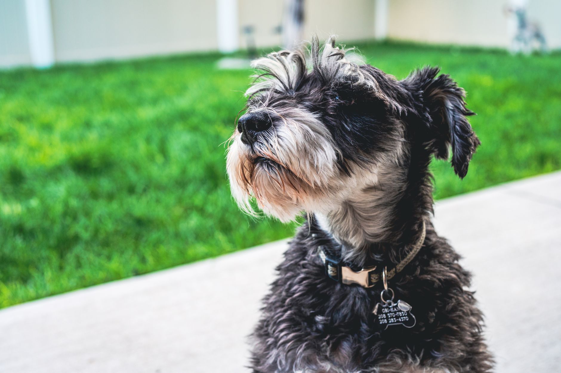 puppy with collar identification tag