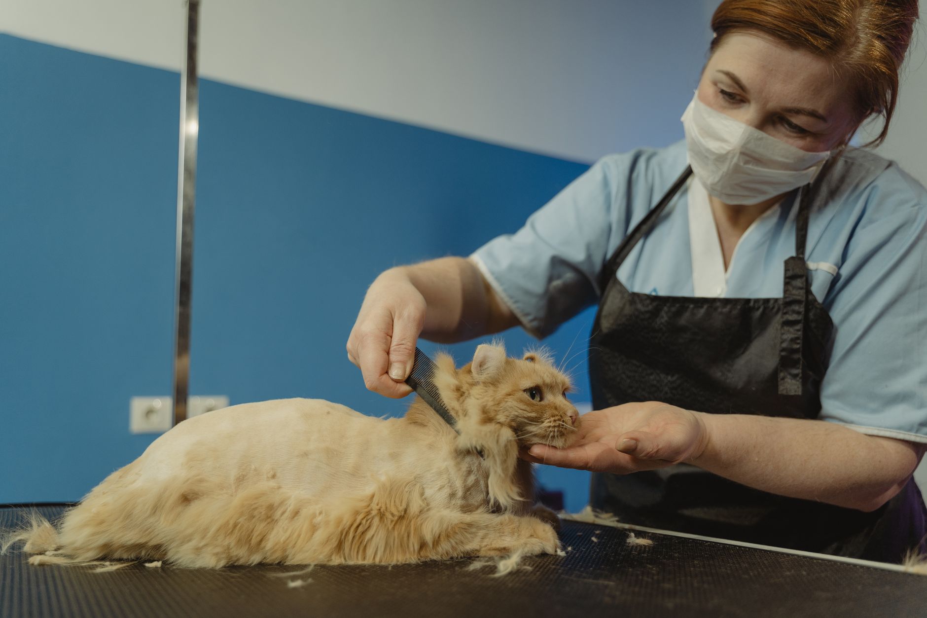Pet Carrier Cats: Soft vs Hard, Size Guide, and Airline Rules