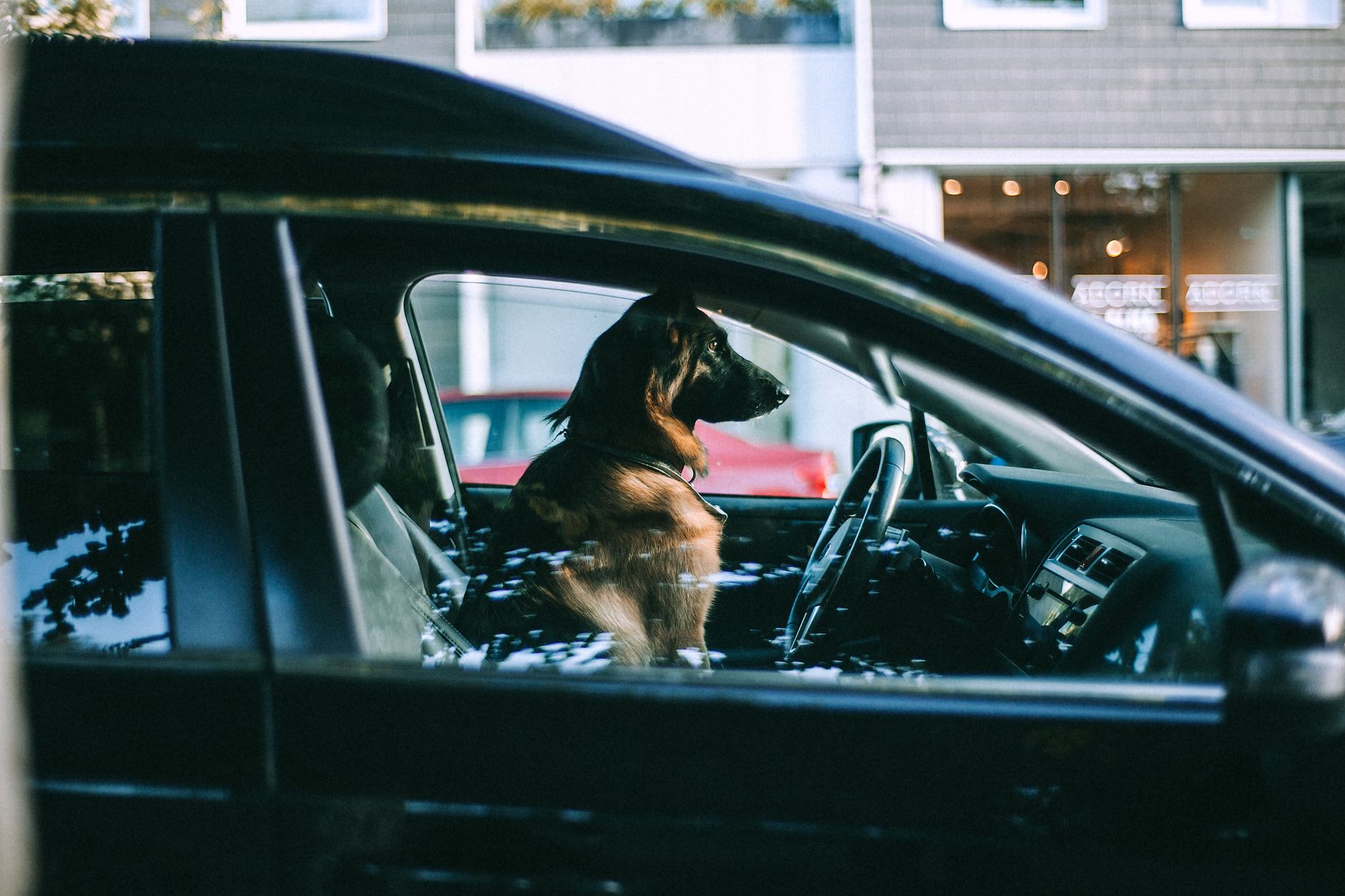 dog waiting in vehicle at Canada United States border booth
