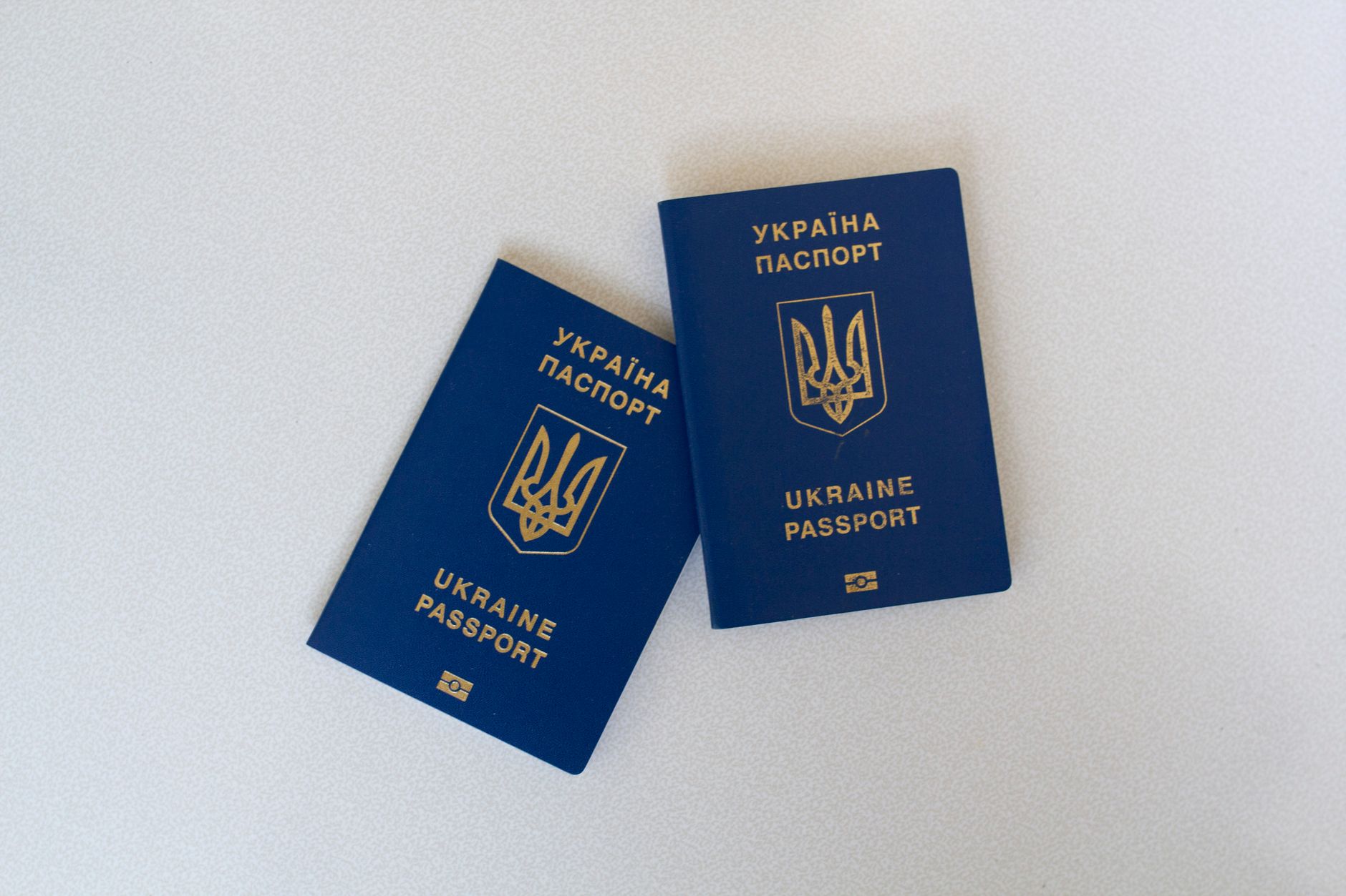 International Pet Passport: What It Is and How It Differs From Health Certificates