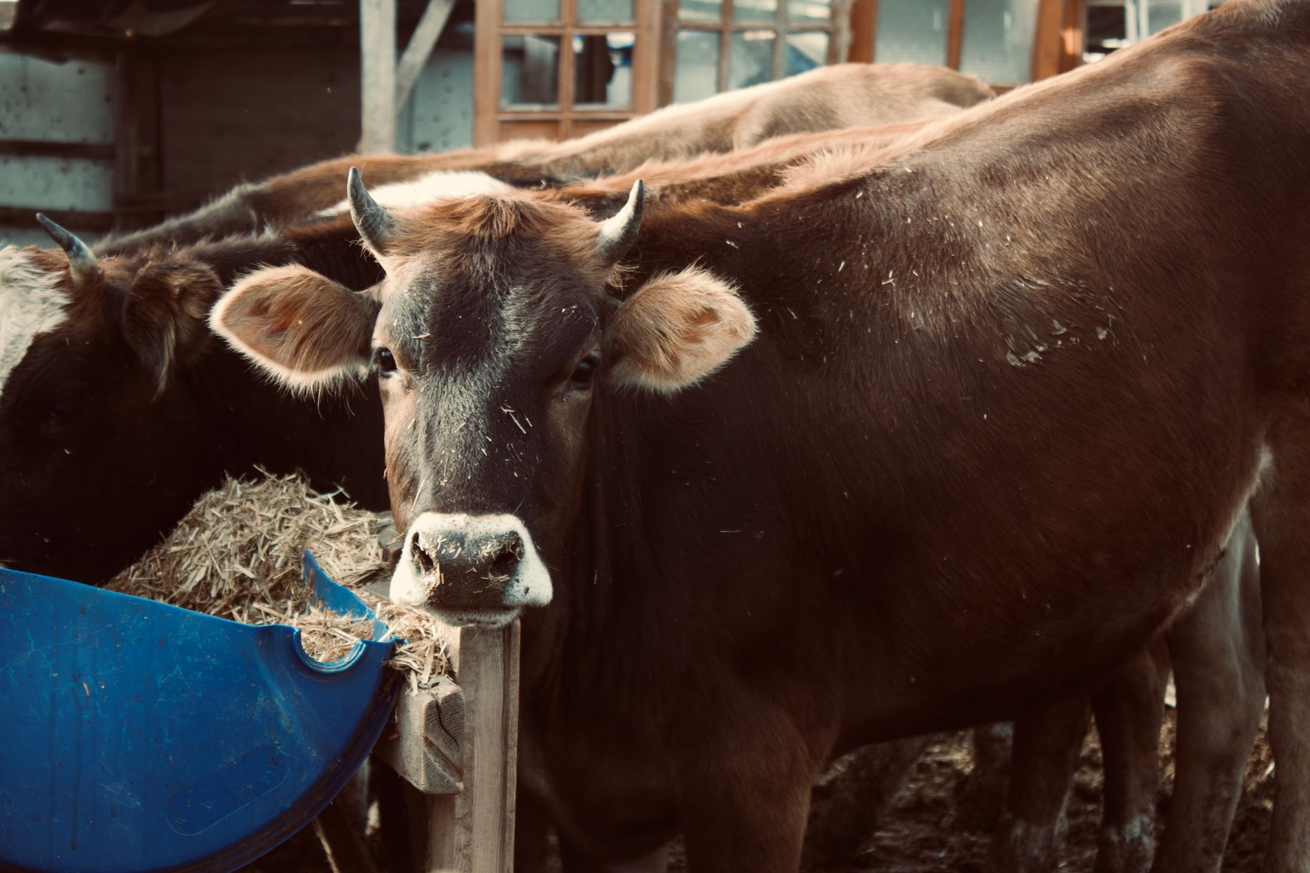 cattle lined up livestock export inspection chute barn