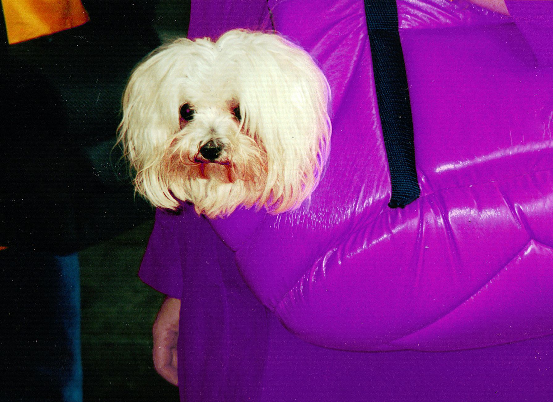 Airline-Approved Dog Carrier: Size, Material & Rule Guide (2026)
