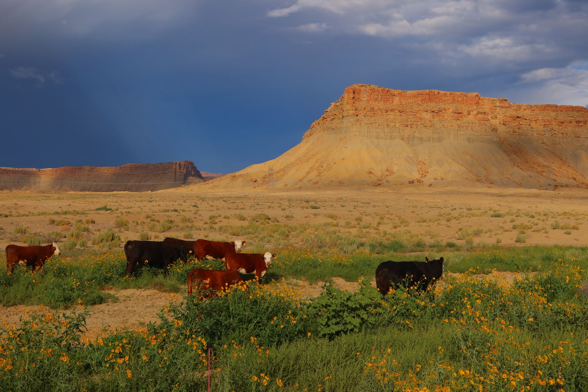cattle ranch pasture