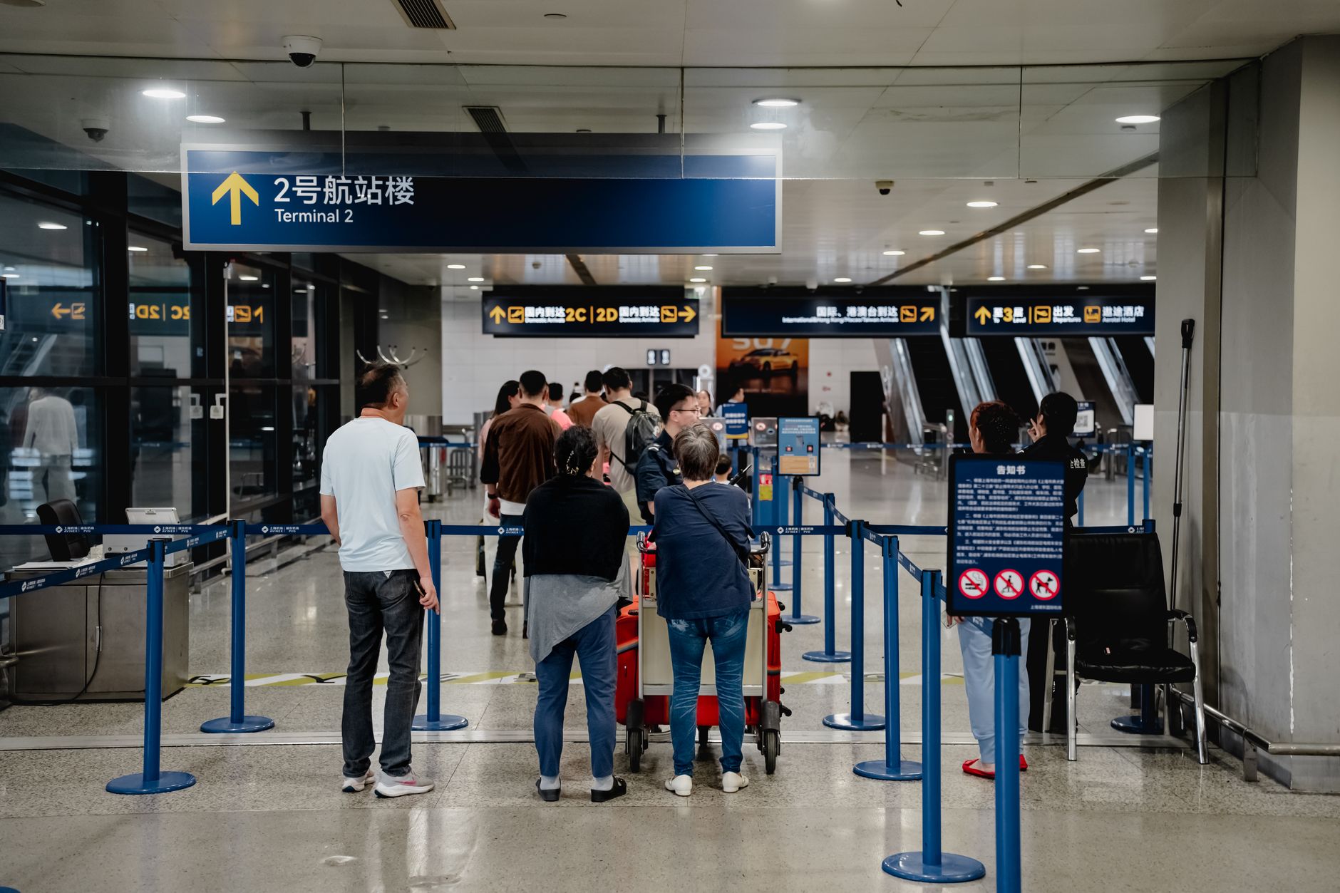 Can You Bring Your Cat on a Plane? Cabin Rules and Fees