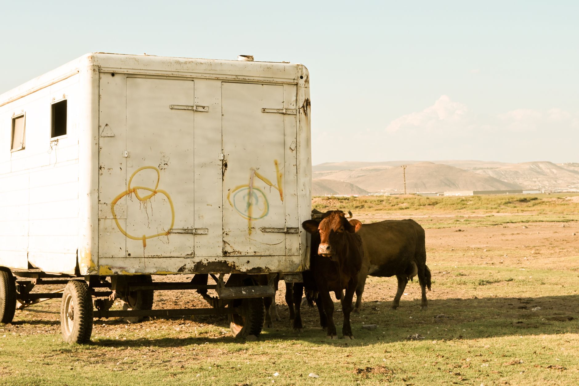 livestock trailer crossing rural border checkpoint