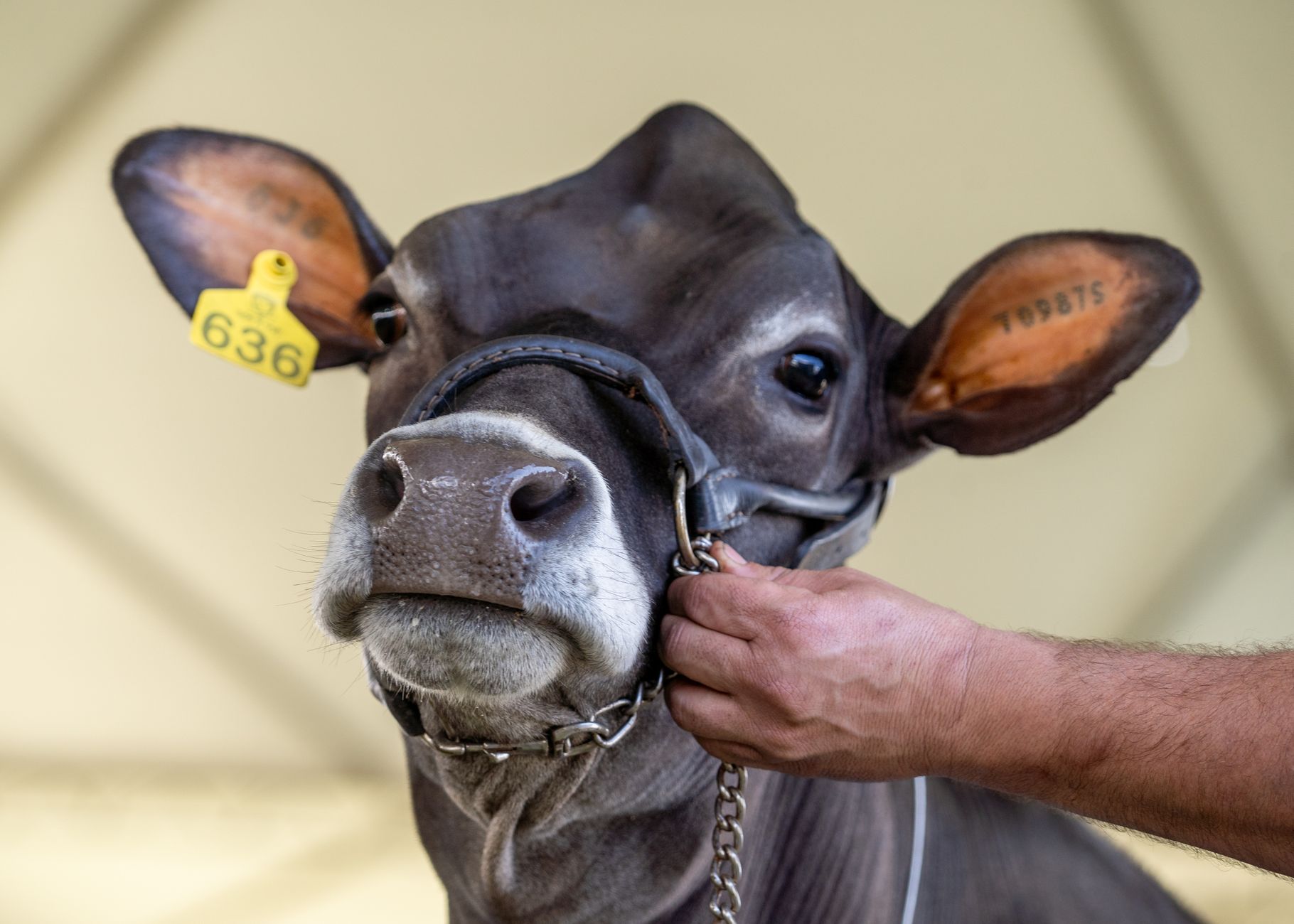 cattle muzzle livestock