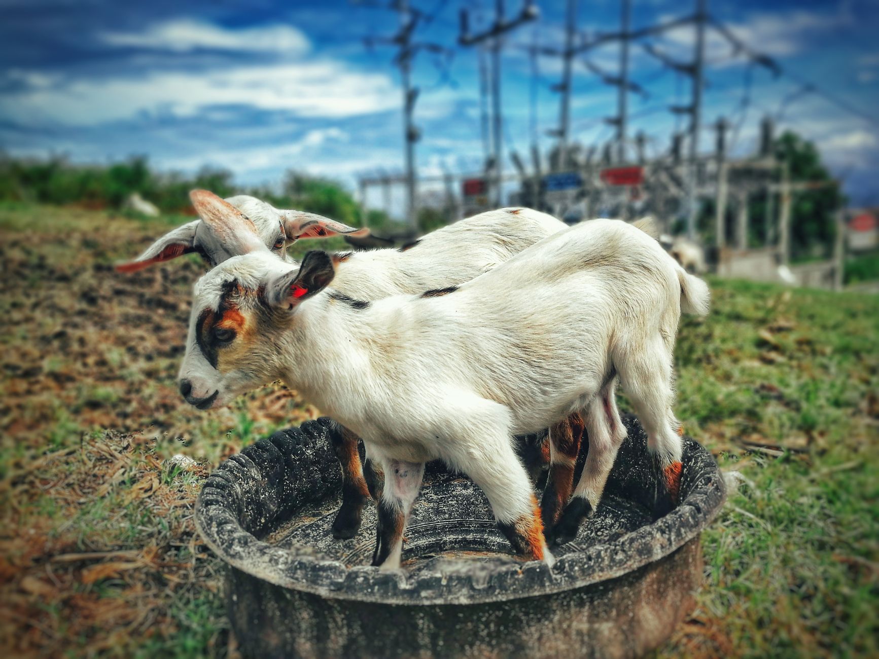 sheep goat farm field