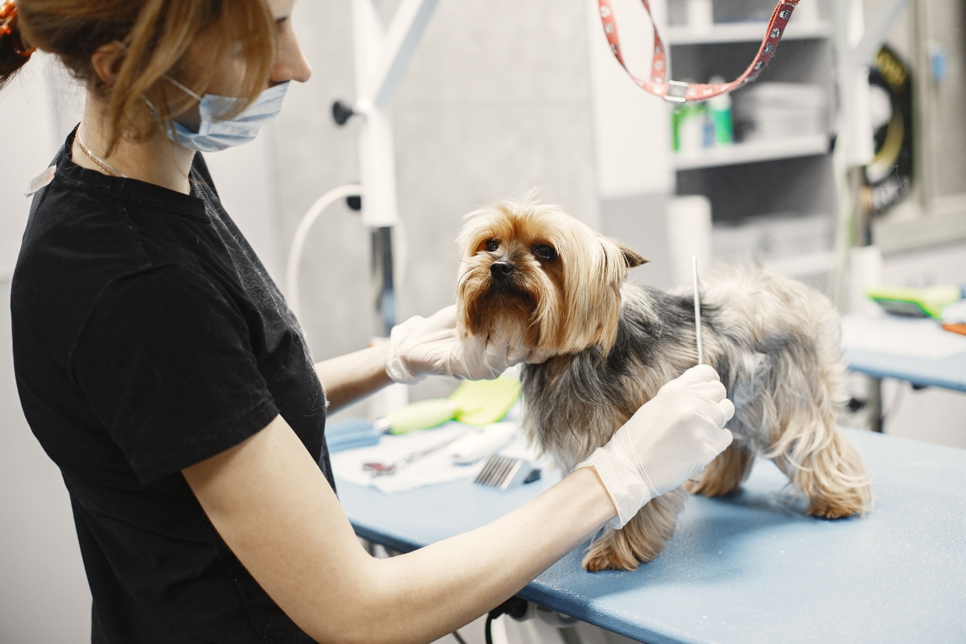 veterinarian microchipping puppy at clinic desk