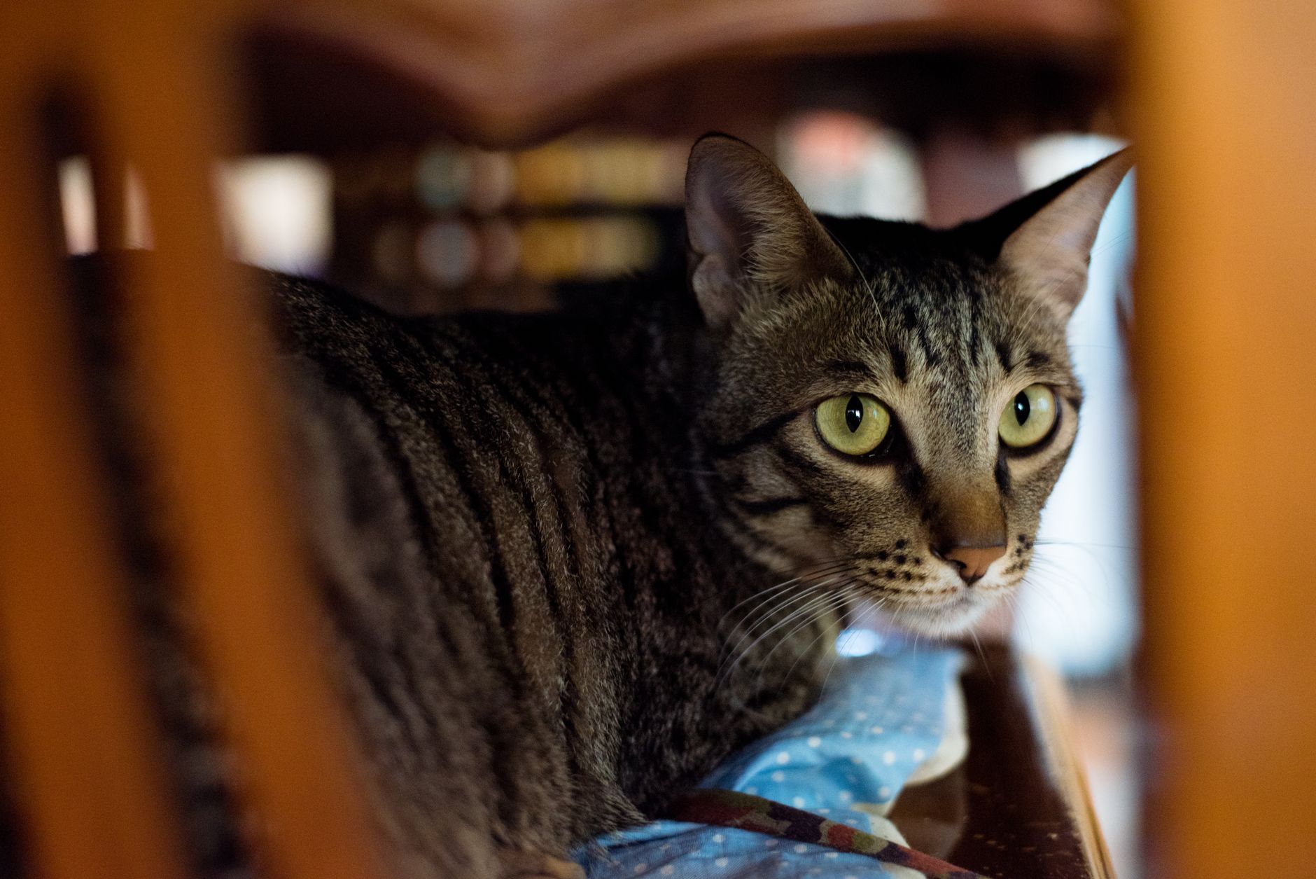 tabby cat inside soft-sided airline pet carrier under airplane seat