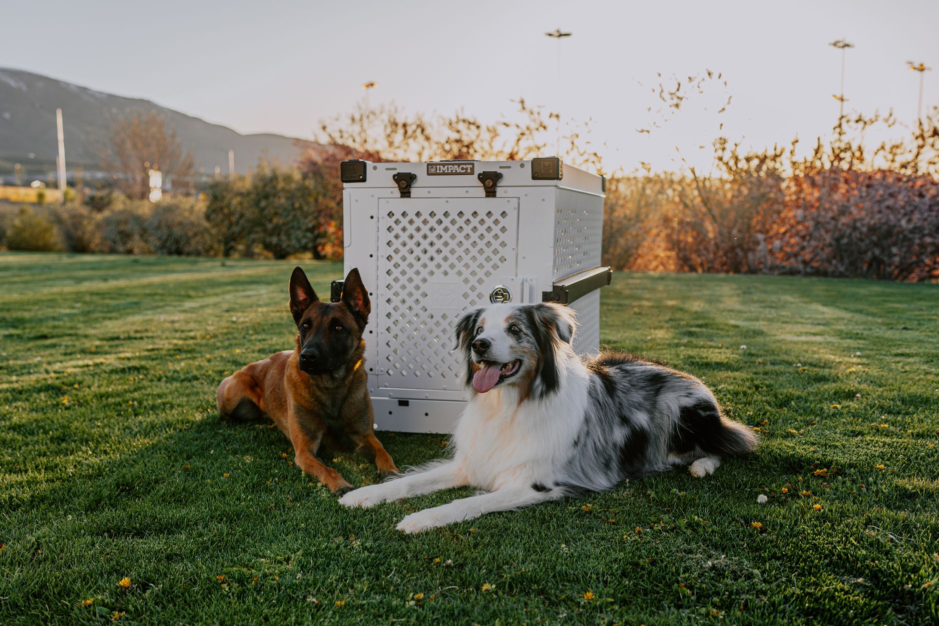 dog in airline approved crate