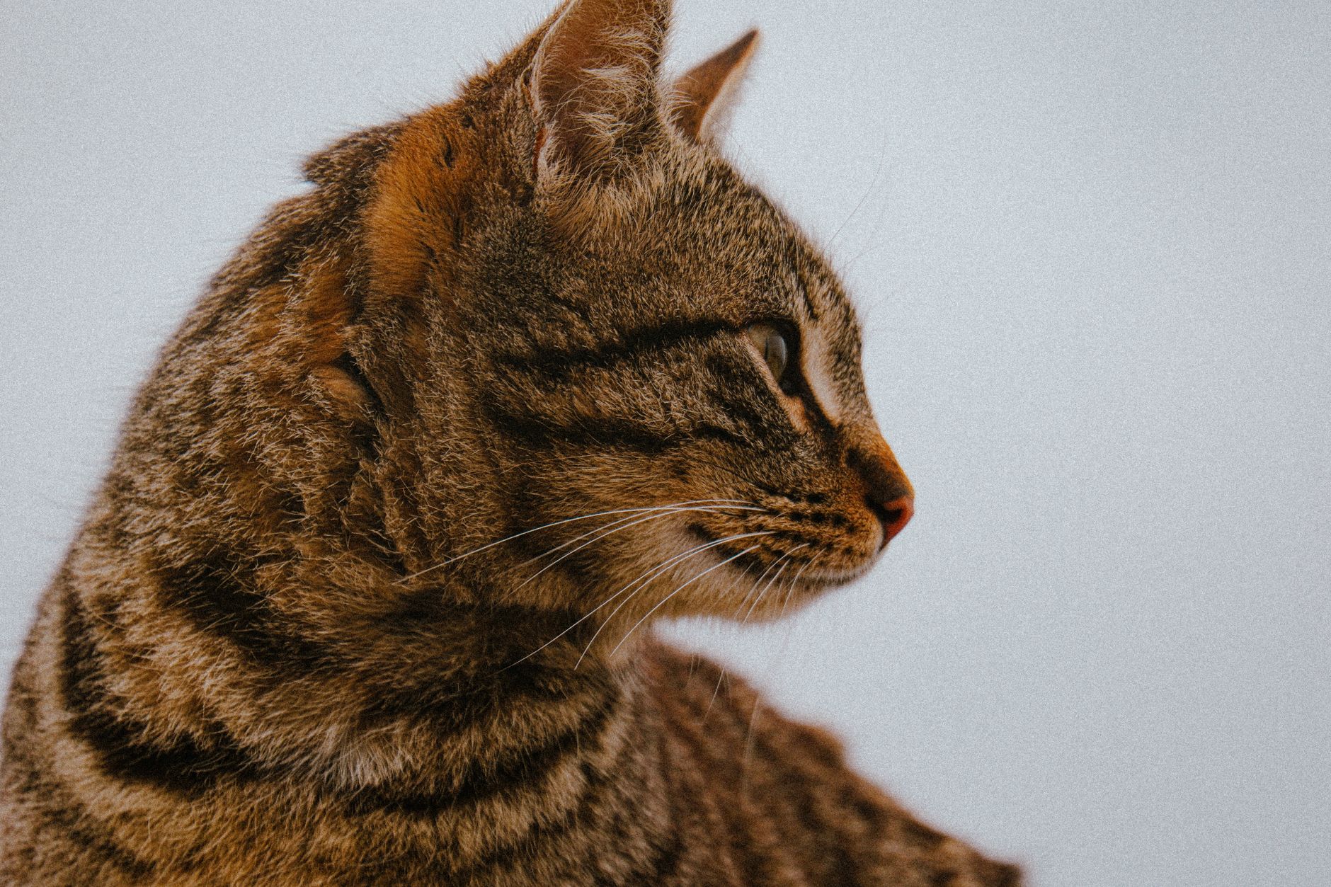 Airline Cat Crate Guide: Cabin vs Cargo Requirements