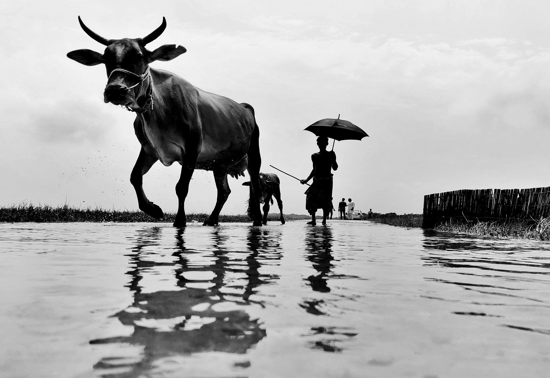 farmer holding smartphone photographing cow muzzle in flooded pasture Pakistan