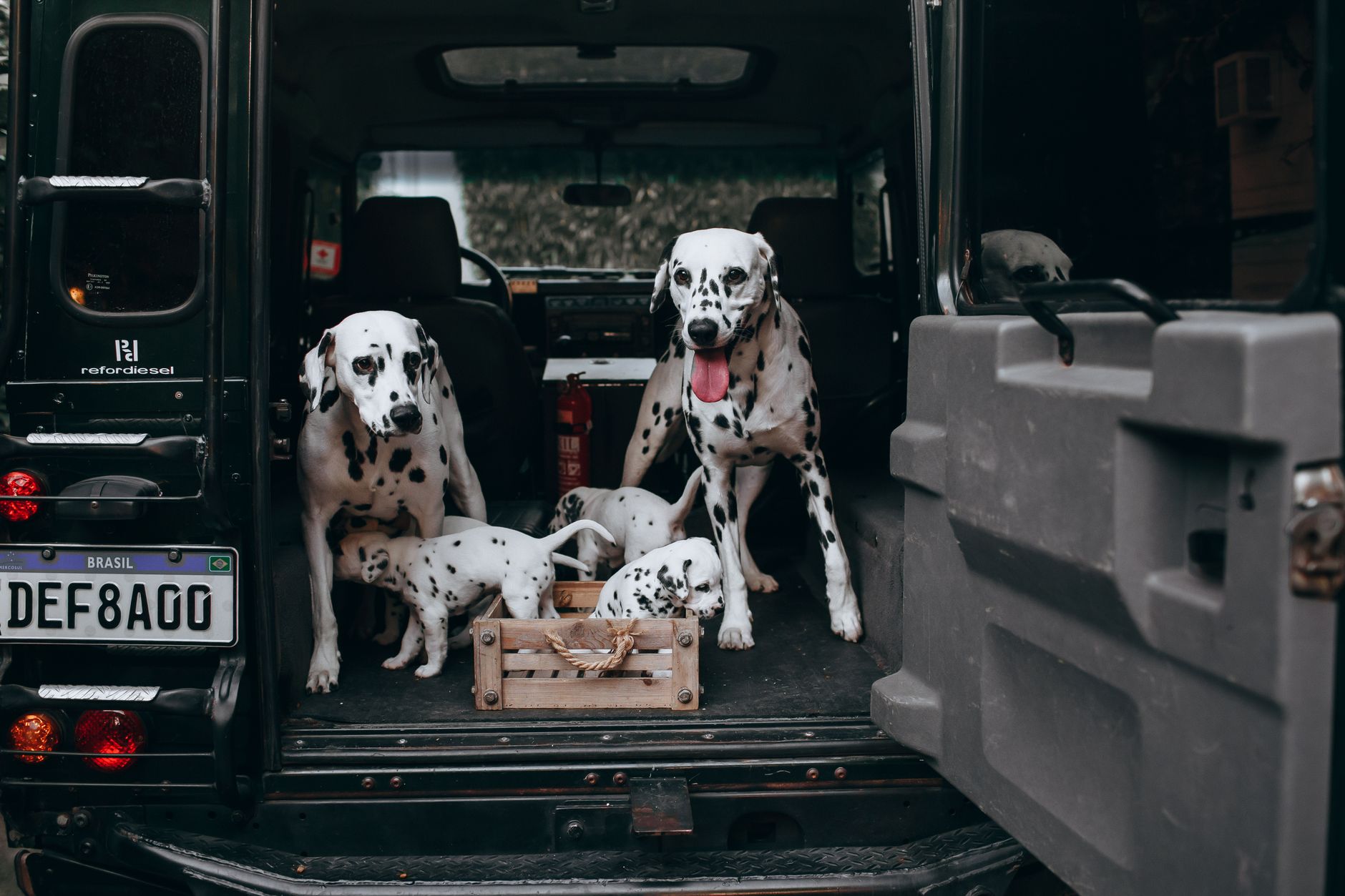 crash tested dog crate strapped in SUV cargo area