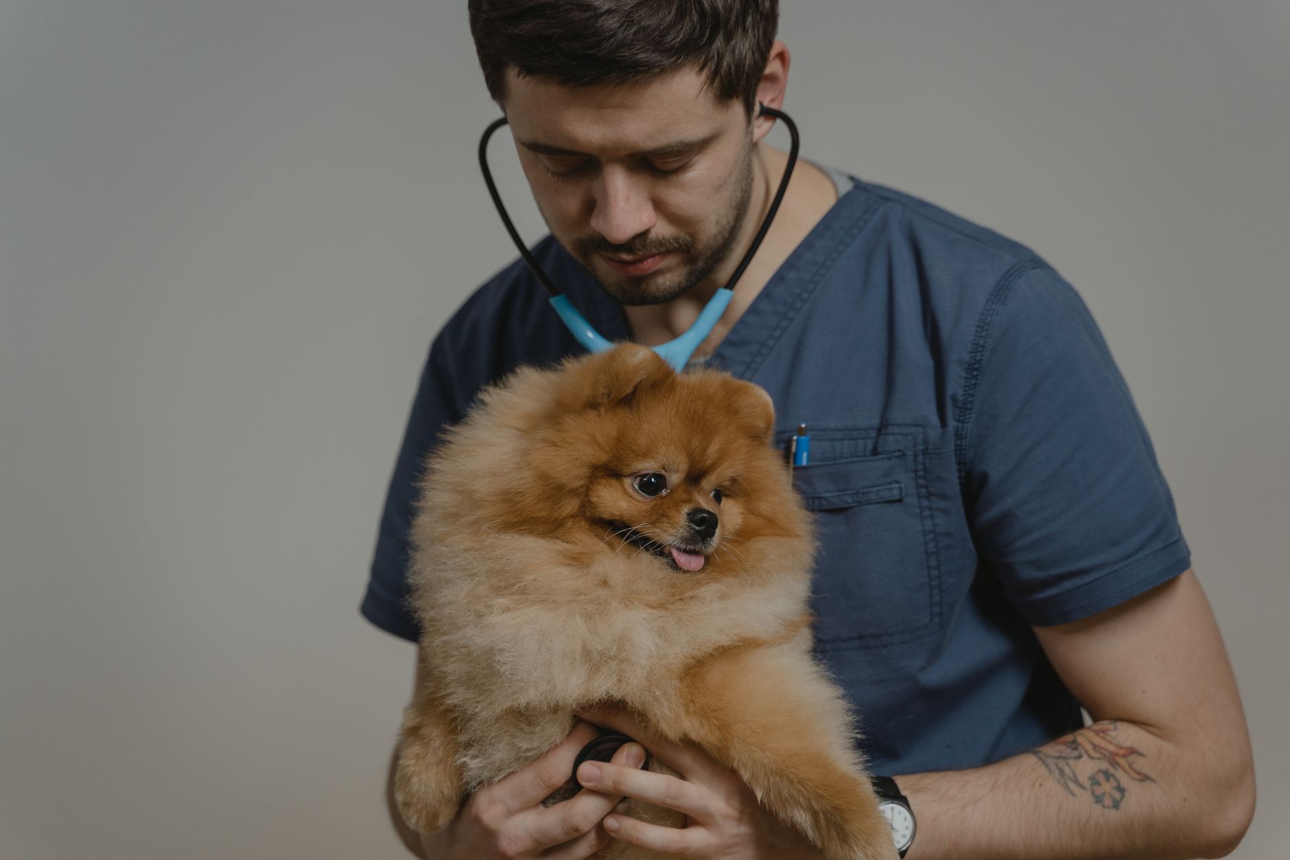 Puppy Passport US: EU Pet Travel Rules, Documents, and What Actually Applies