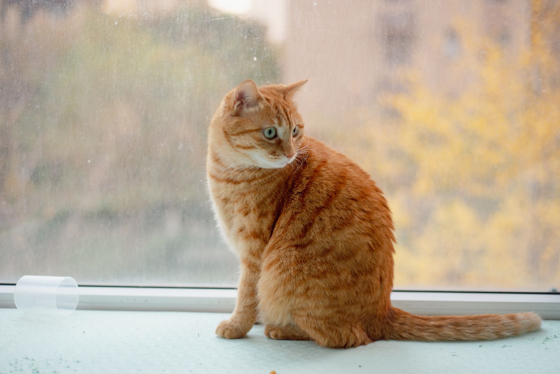 orange tabby cat sitting inside open plastic pet carrier at home