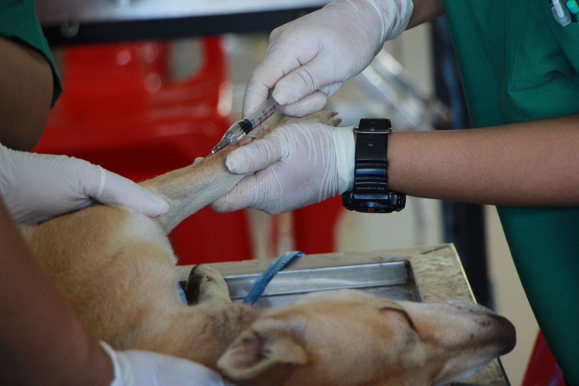 veterinarian implanting microchip in dog at clinic