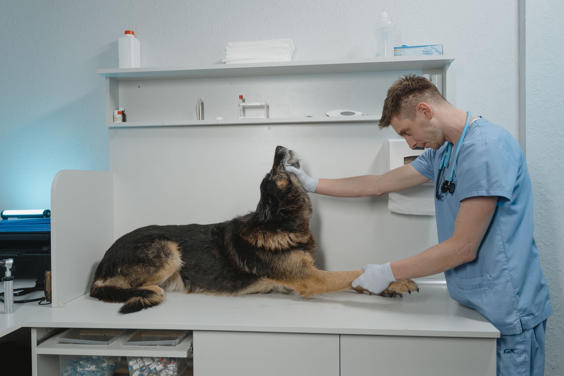 veterinarian stamping dog health certificate at clinic exam table