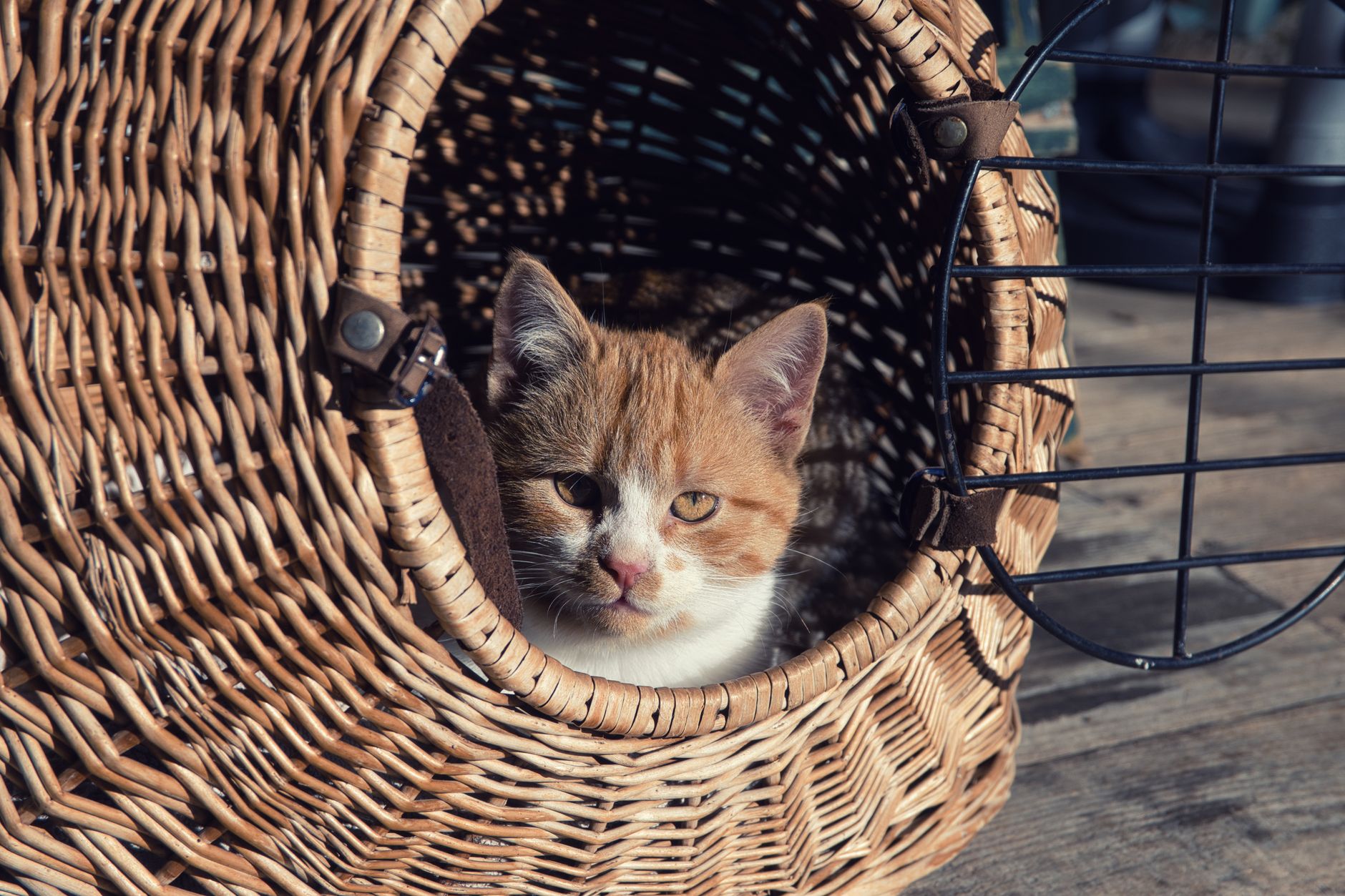 Cheap Cat Carriers: How to Choose Safe, Airline-Ready Options on a Budget