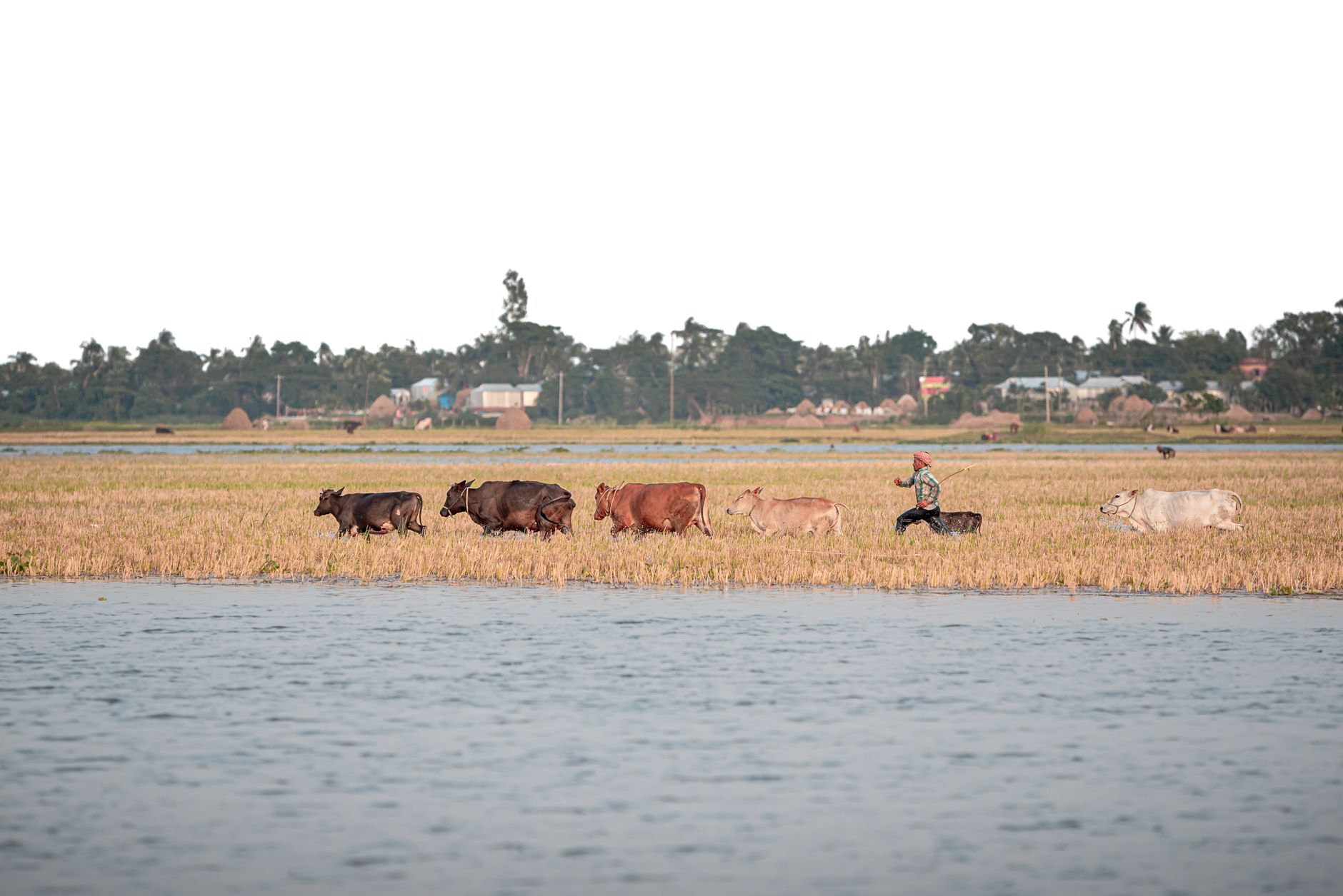 flooded farmland with rescued cattle and farmer