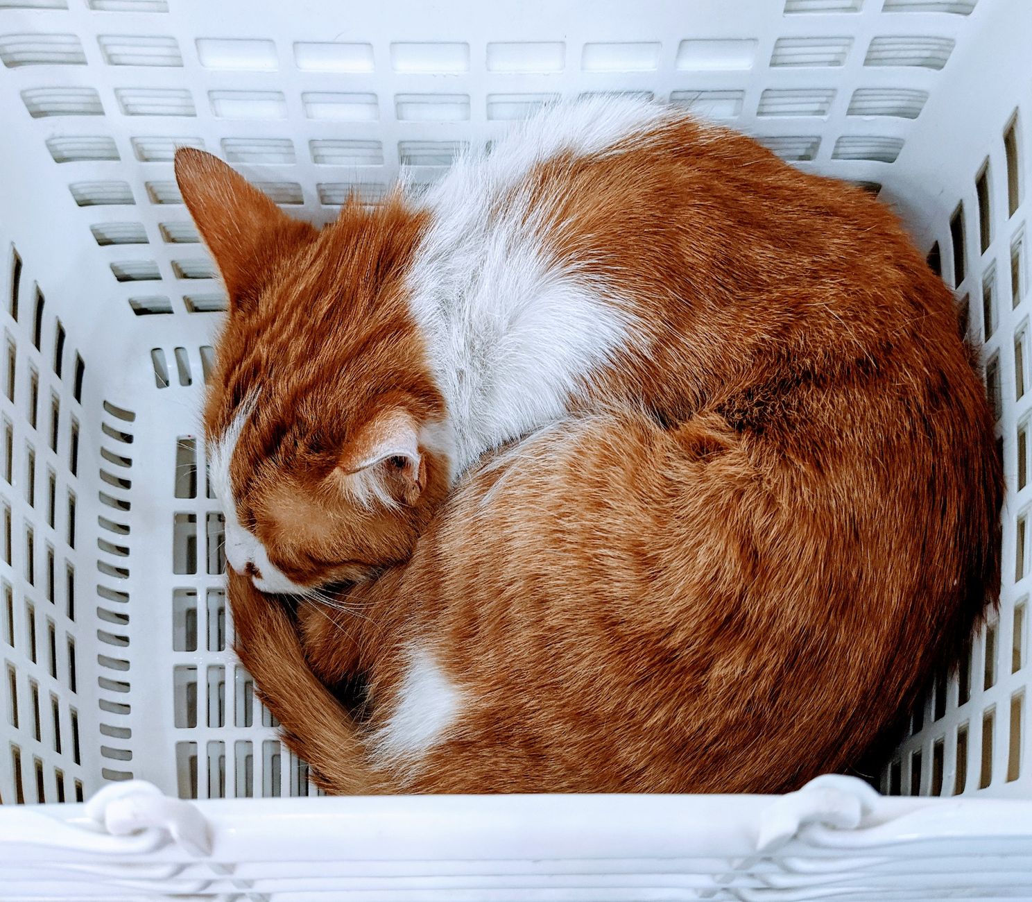 orange tabby cat hard plastic kennel car backseat