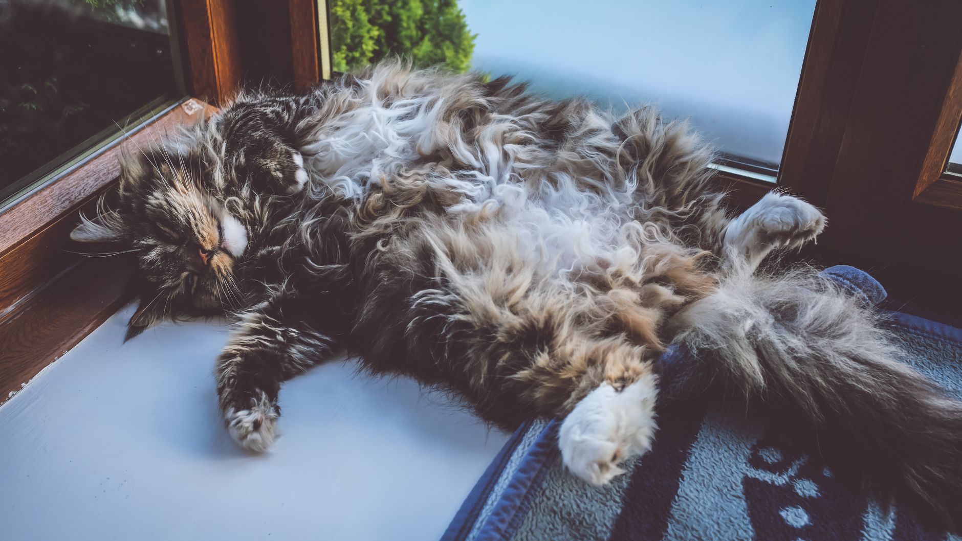 tabby cat resting inside soft airline underseat pet carrier