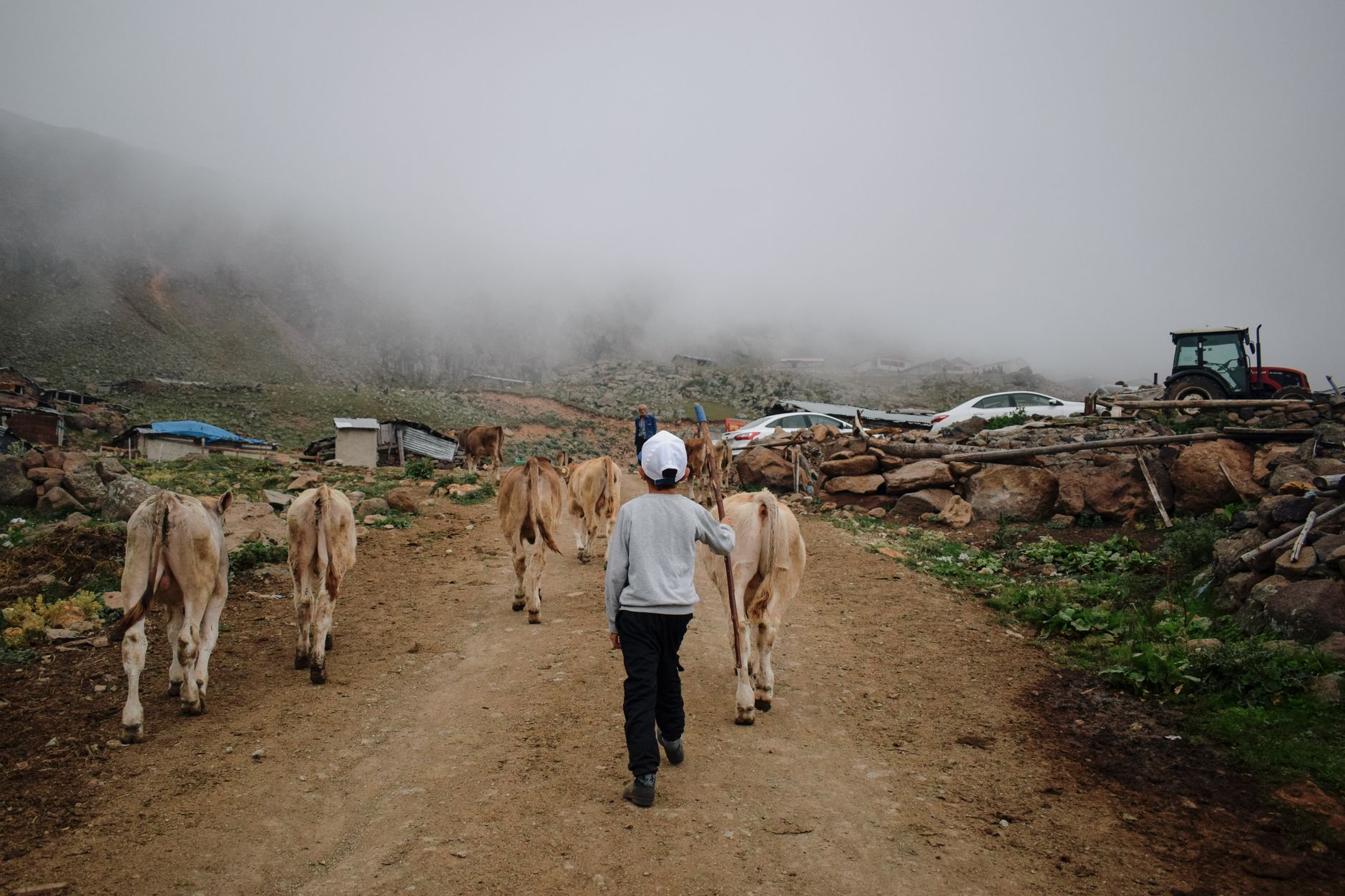 farmer leading cattle through flooded pasture after monsoon rains