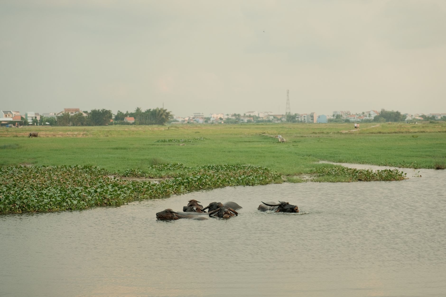 cattle loaded onto livestock truck beside flooded pasture