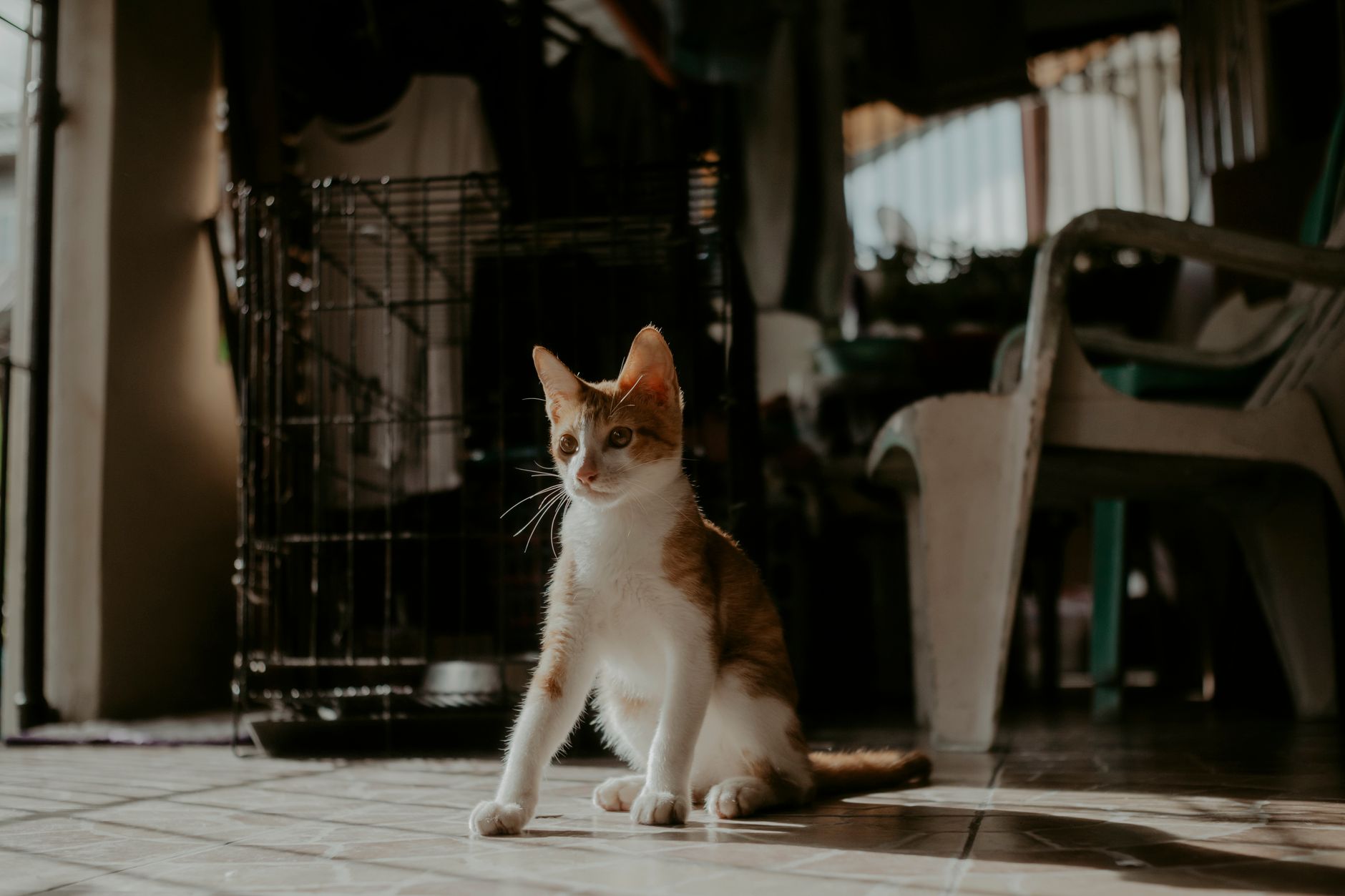orange tabby cat sitting inside open travel crate at home