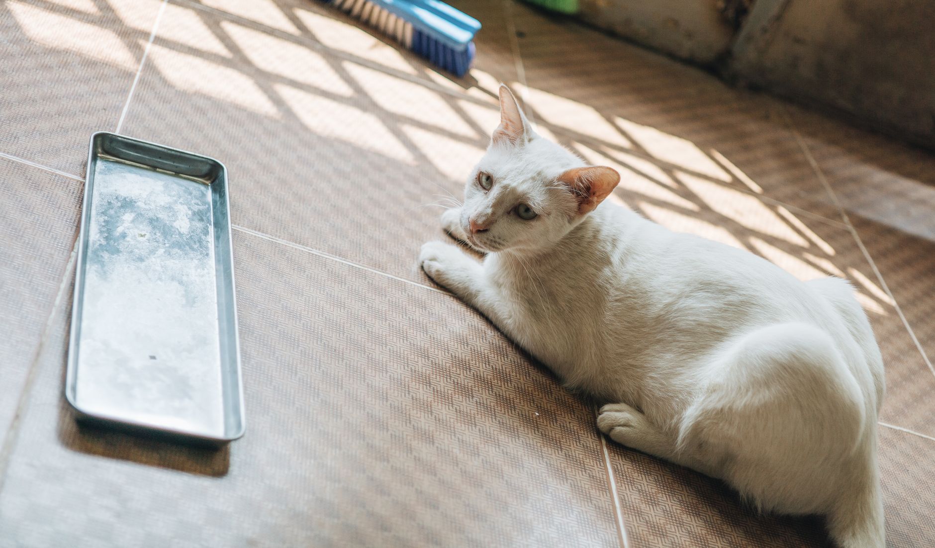 JetBlue Animal Policy 2026: Pets, Service Dogs, Fees and Carrier Rules
