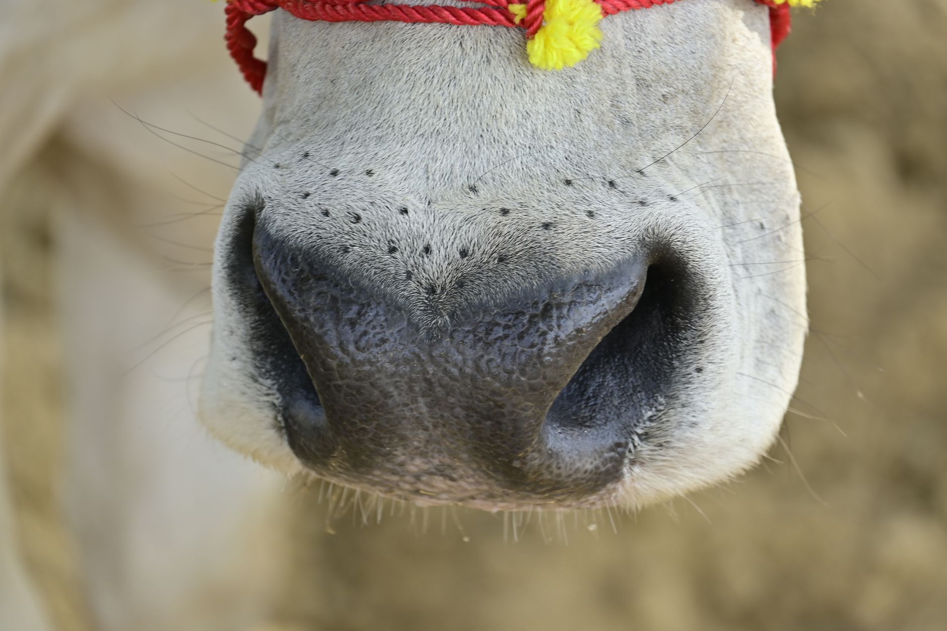 cattle muzzle livestock