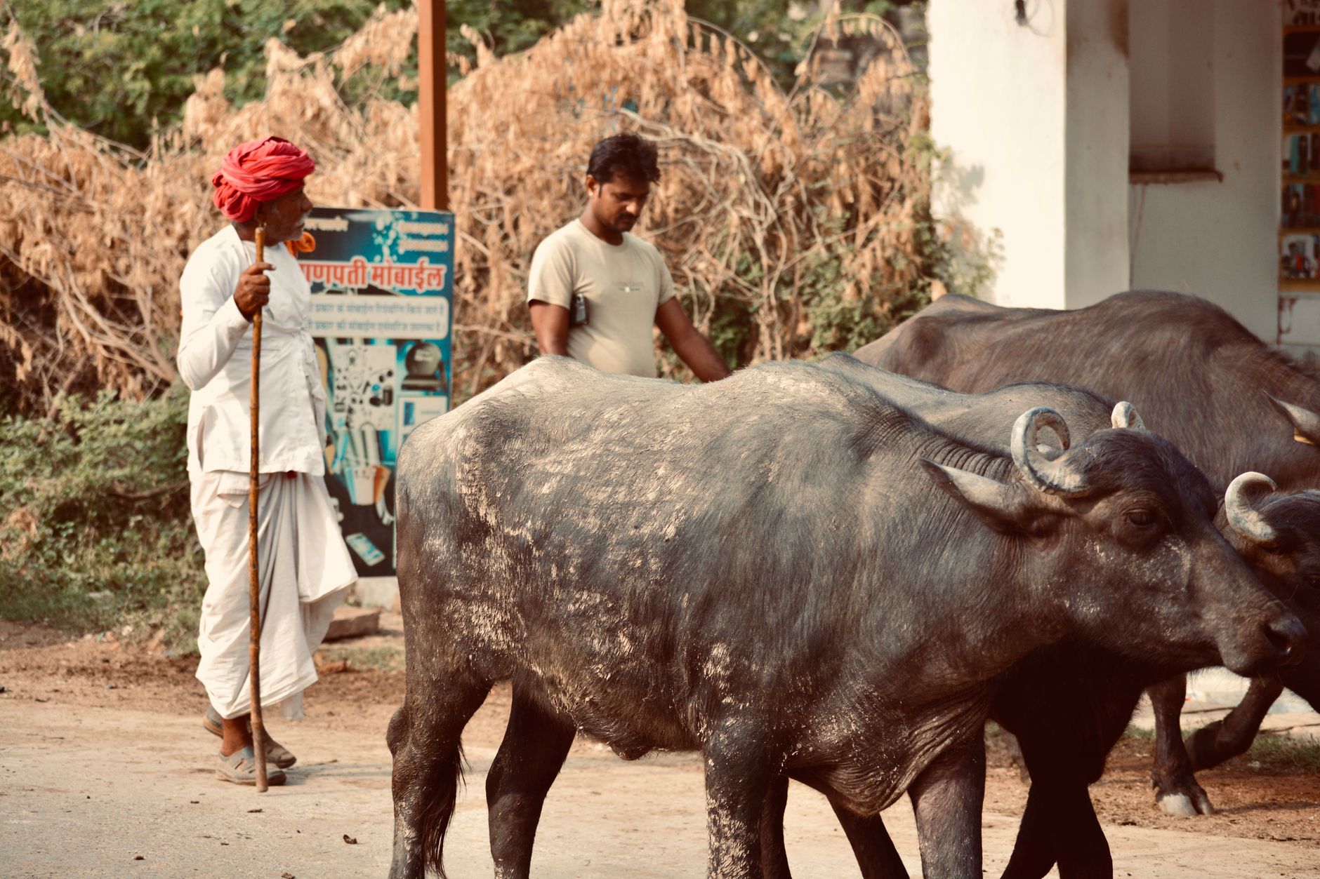 farmer leading cattle through flooded village road