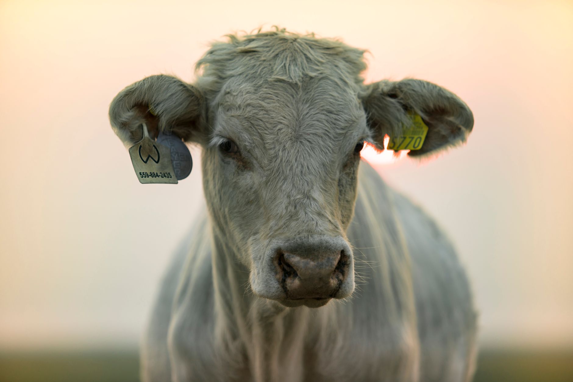 farmer checking cattle ear tag in flooded pasture