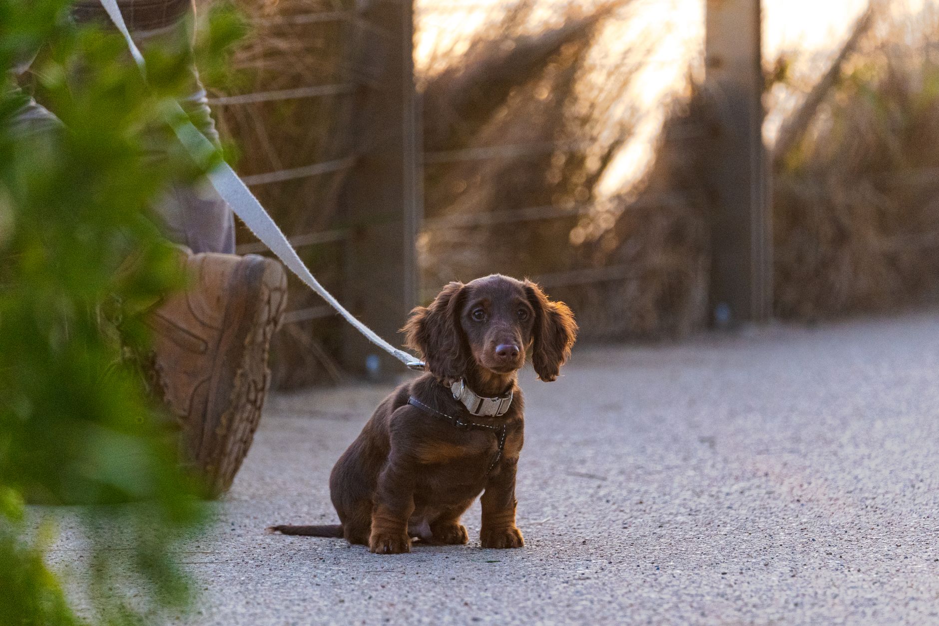 Southwest Airlines Dog Flying: Fees, Carriers, and Rules (2026)