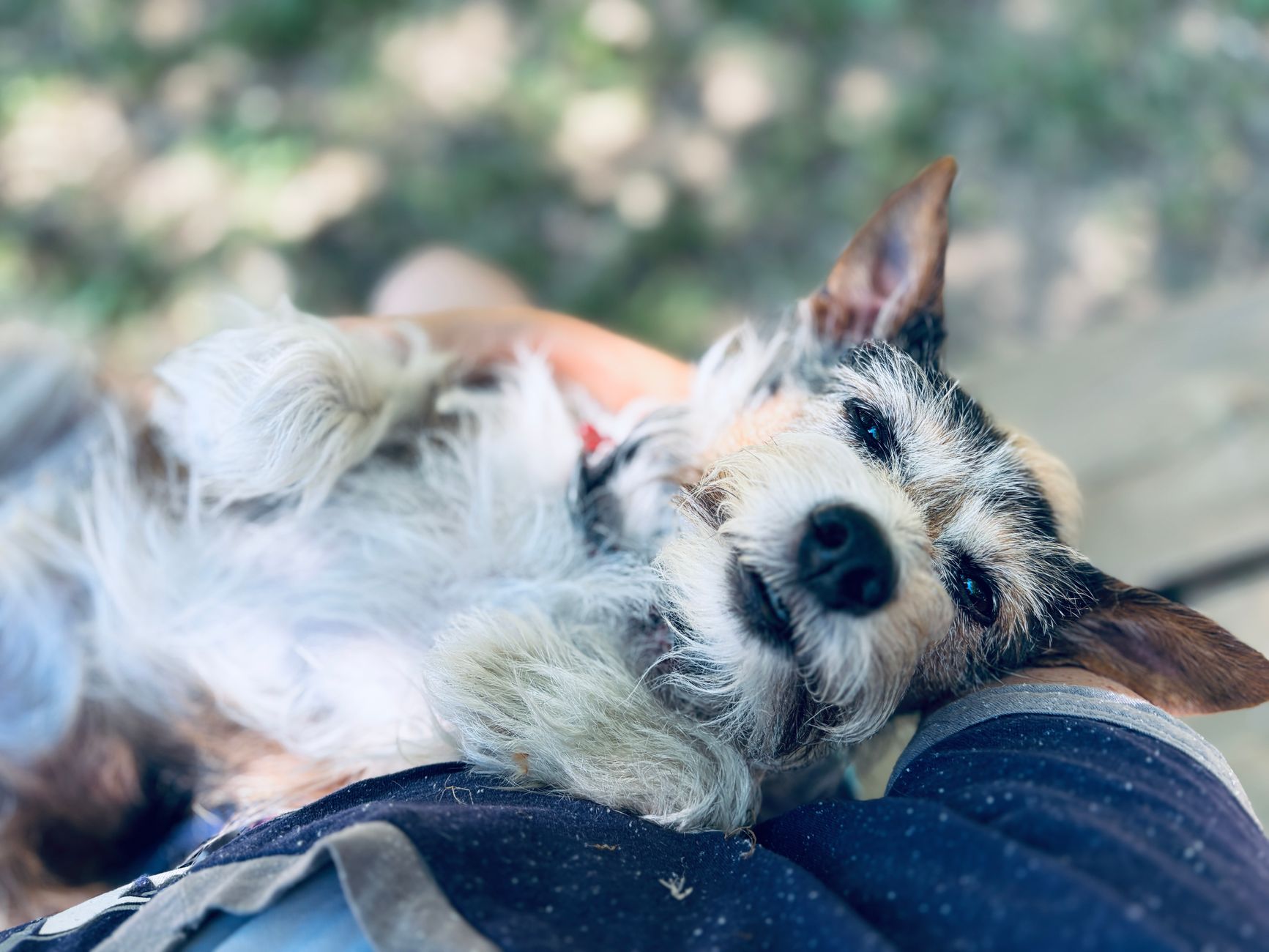 Portable Dog Carrier Guide: Size, Types, and Safe Travel Rules