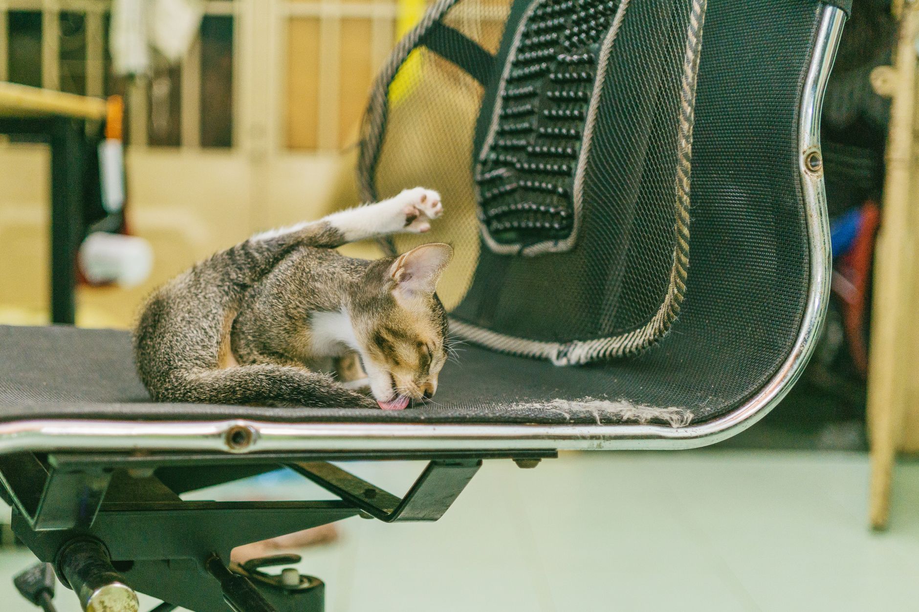 Best Airline Cat Carrier: Soft-Sided Picks That Fit Under Seat
