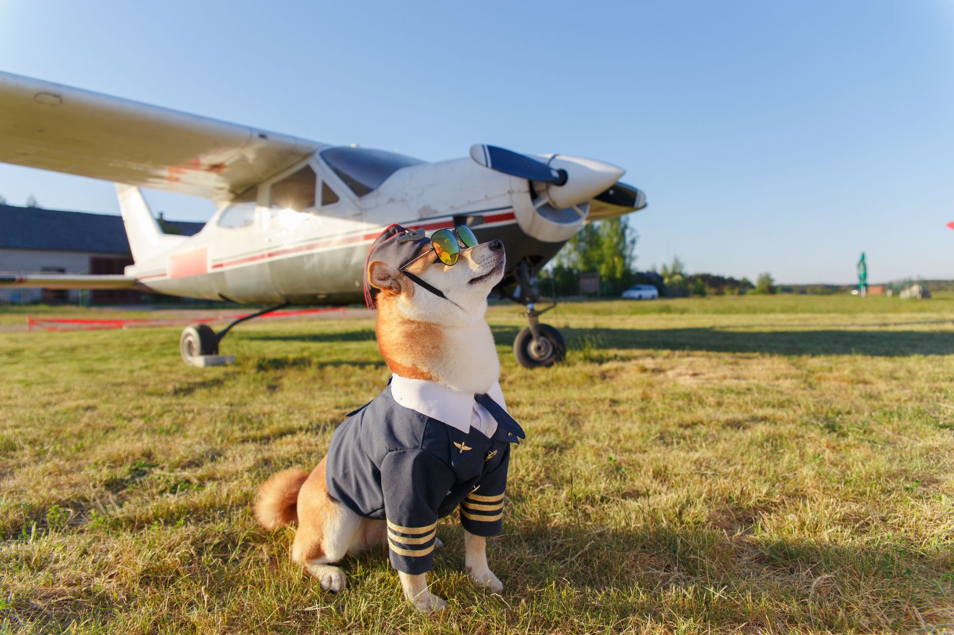 Southwest Pet Policy: Fees, Carrier Rules, and Booking Guide (2026)