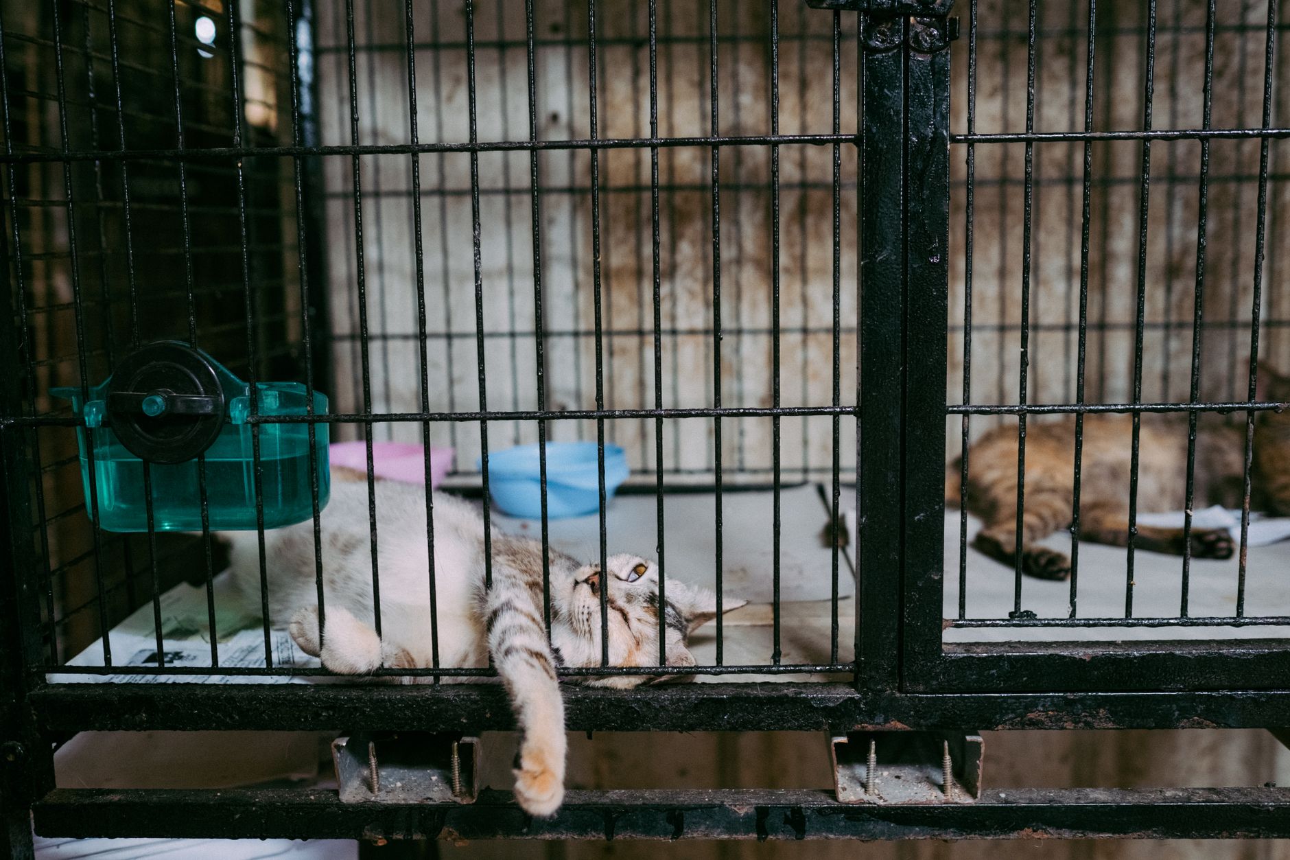 cats resting in kennels at animal quarantine facility