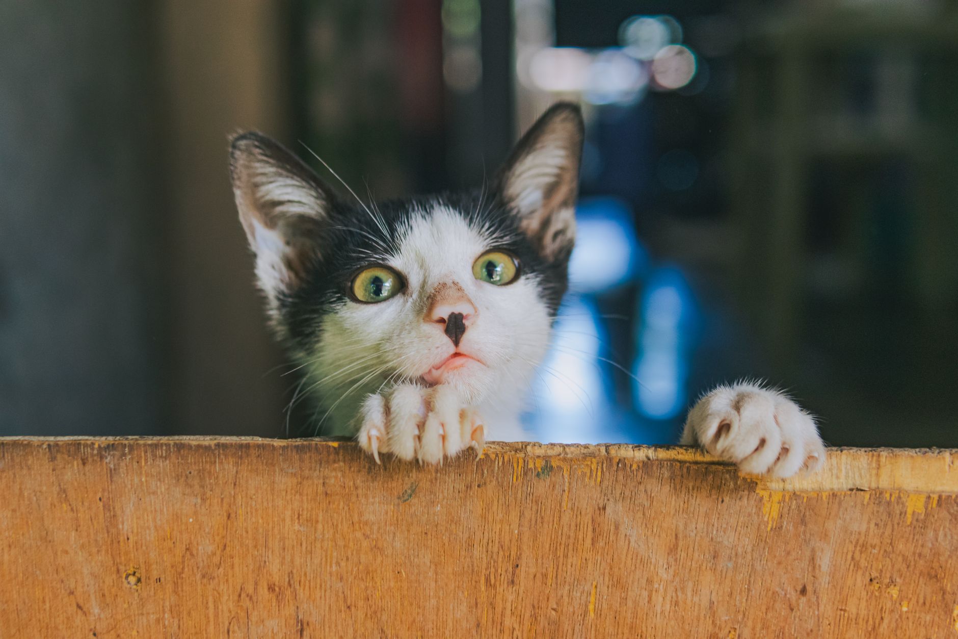 small cat inside soft-sided pet carrier under airplane seat