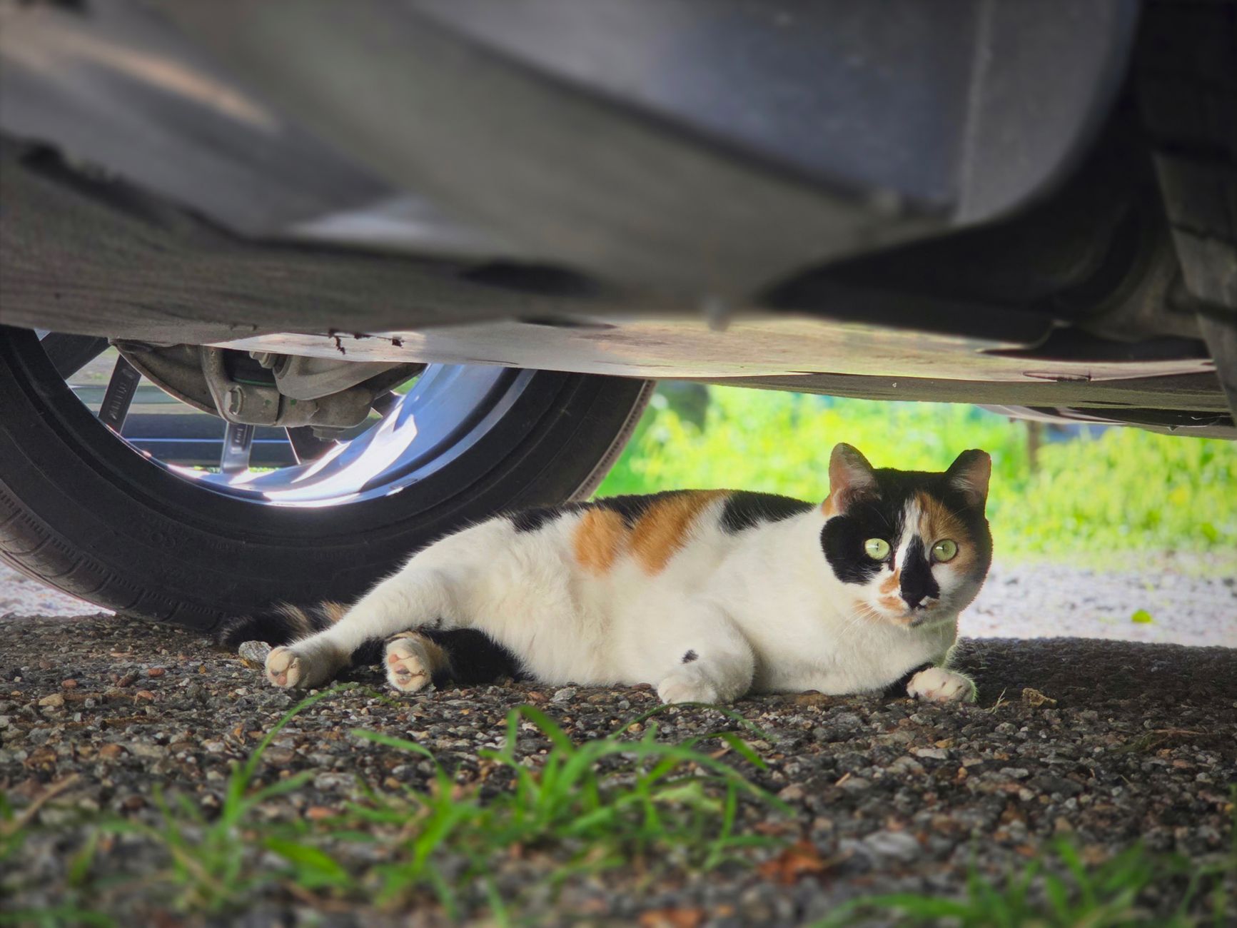 Bringing a Cat on a Plane: Rules, Fees, and Documents for 2026