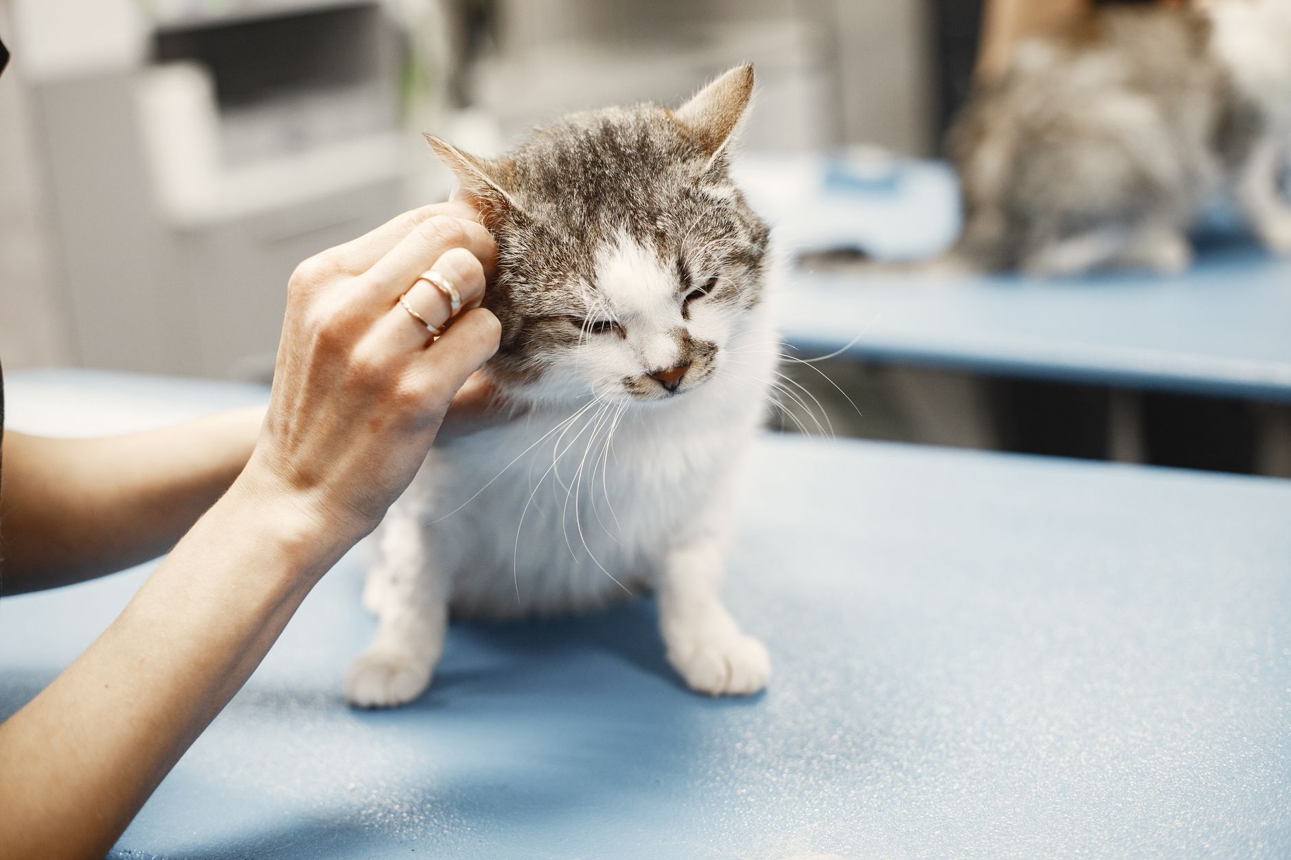 veterinarian scanning house cat microchip on clinic exam table