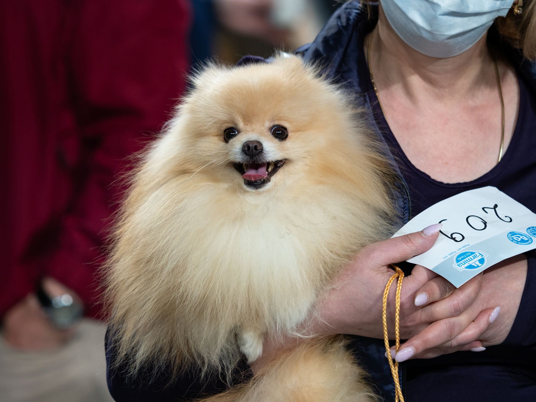 traveler showing documents with leashed dog at border desk