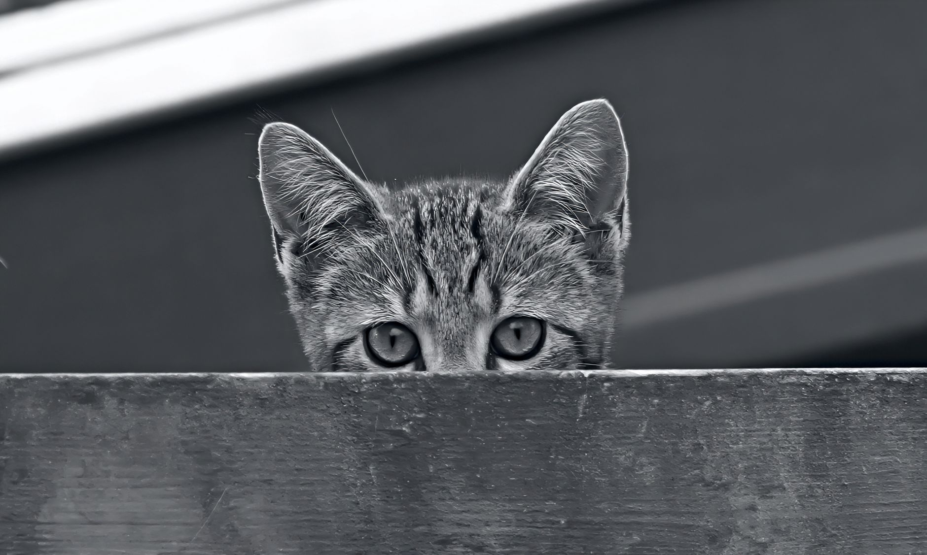 tabby cat peeking from travel bag at airport gate