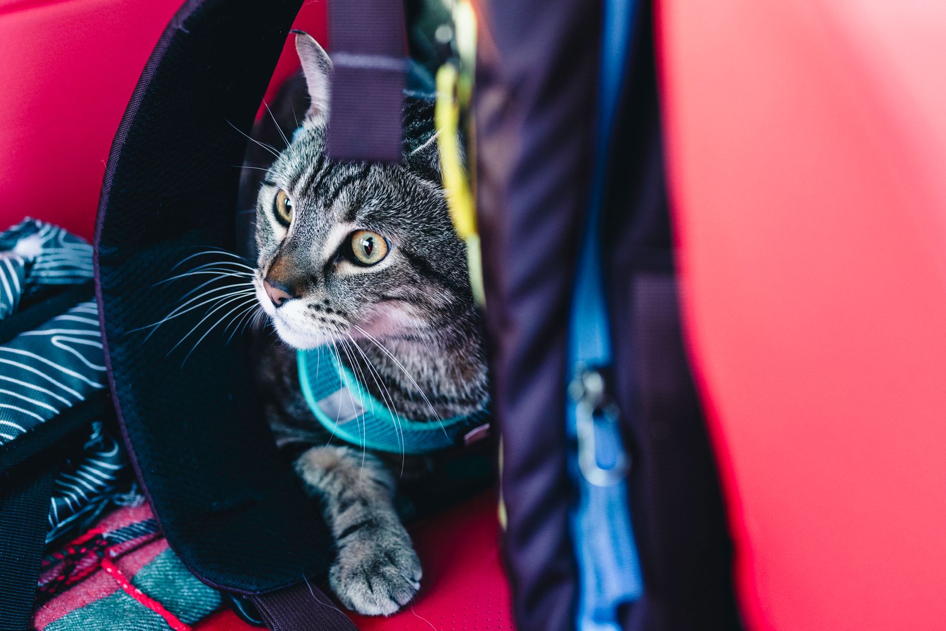 Flying With a Cat: Airline Rules, Health Papers, and Cabin Travel Guide