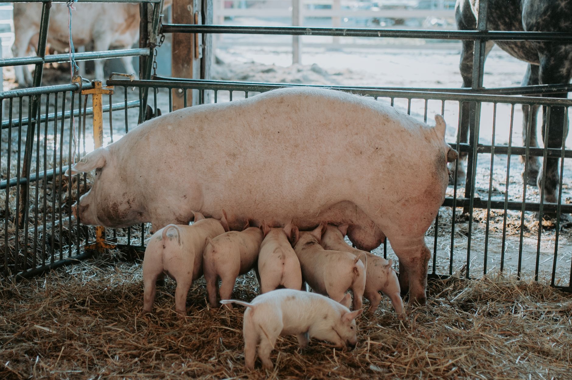 animal livestock barn